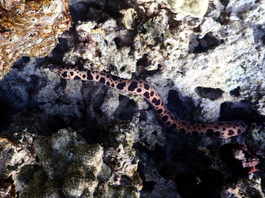 Tiger Snake Moray Eel