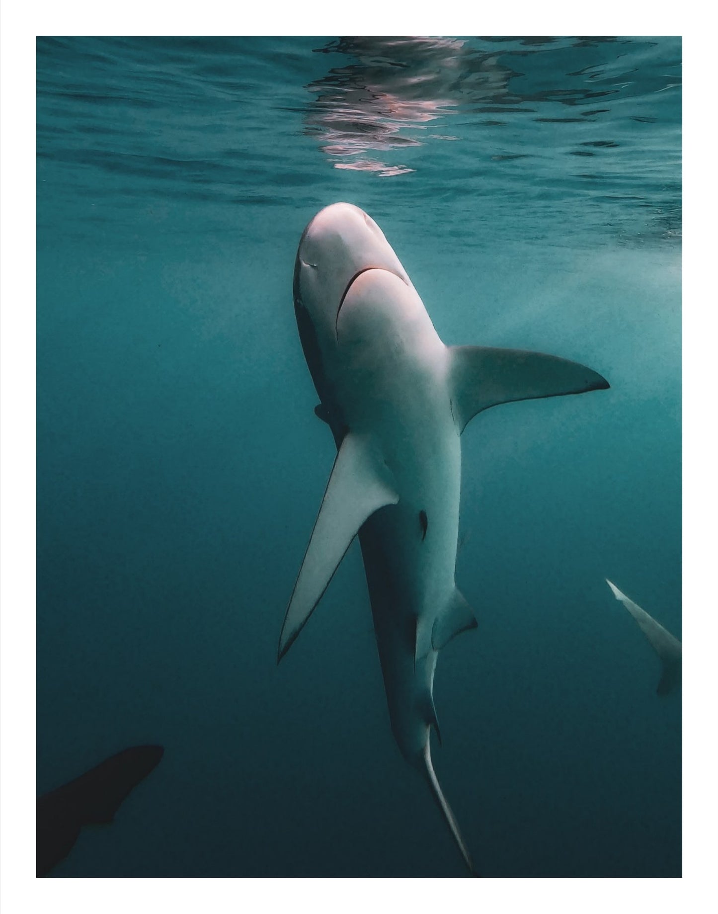 Galapagos Shark 3