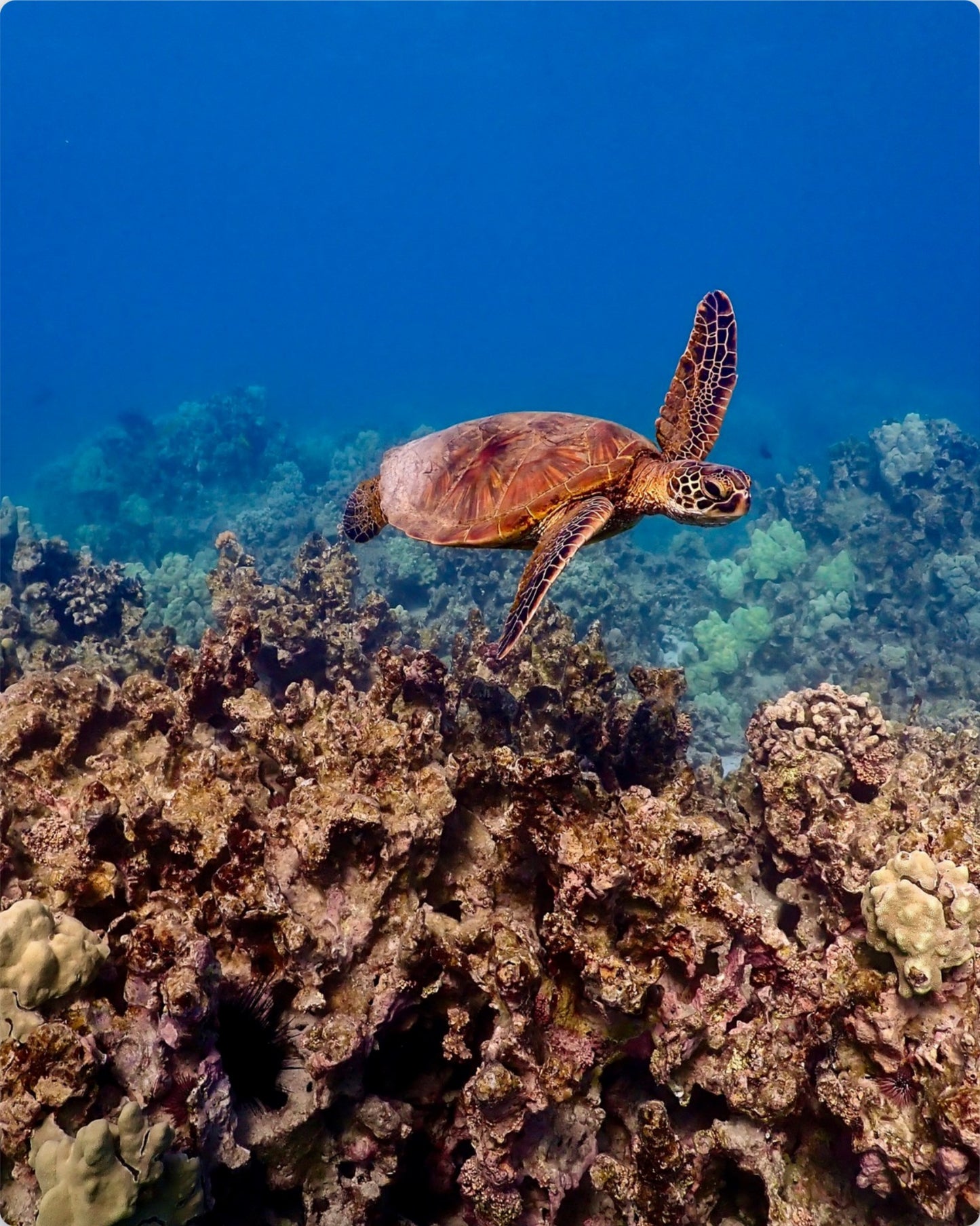 Happy Honu