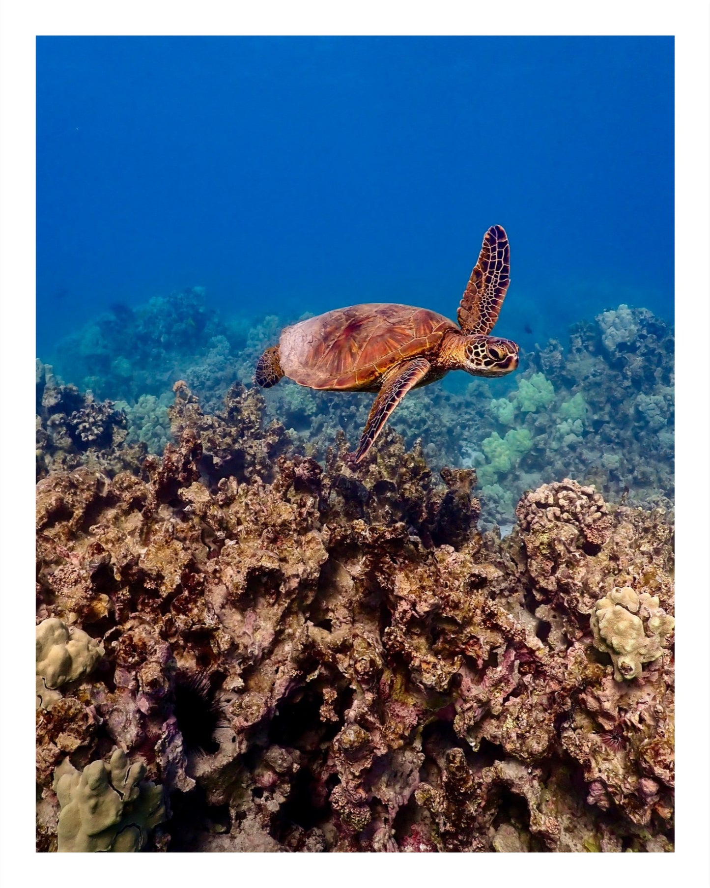 Happy Honu