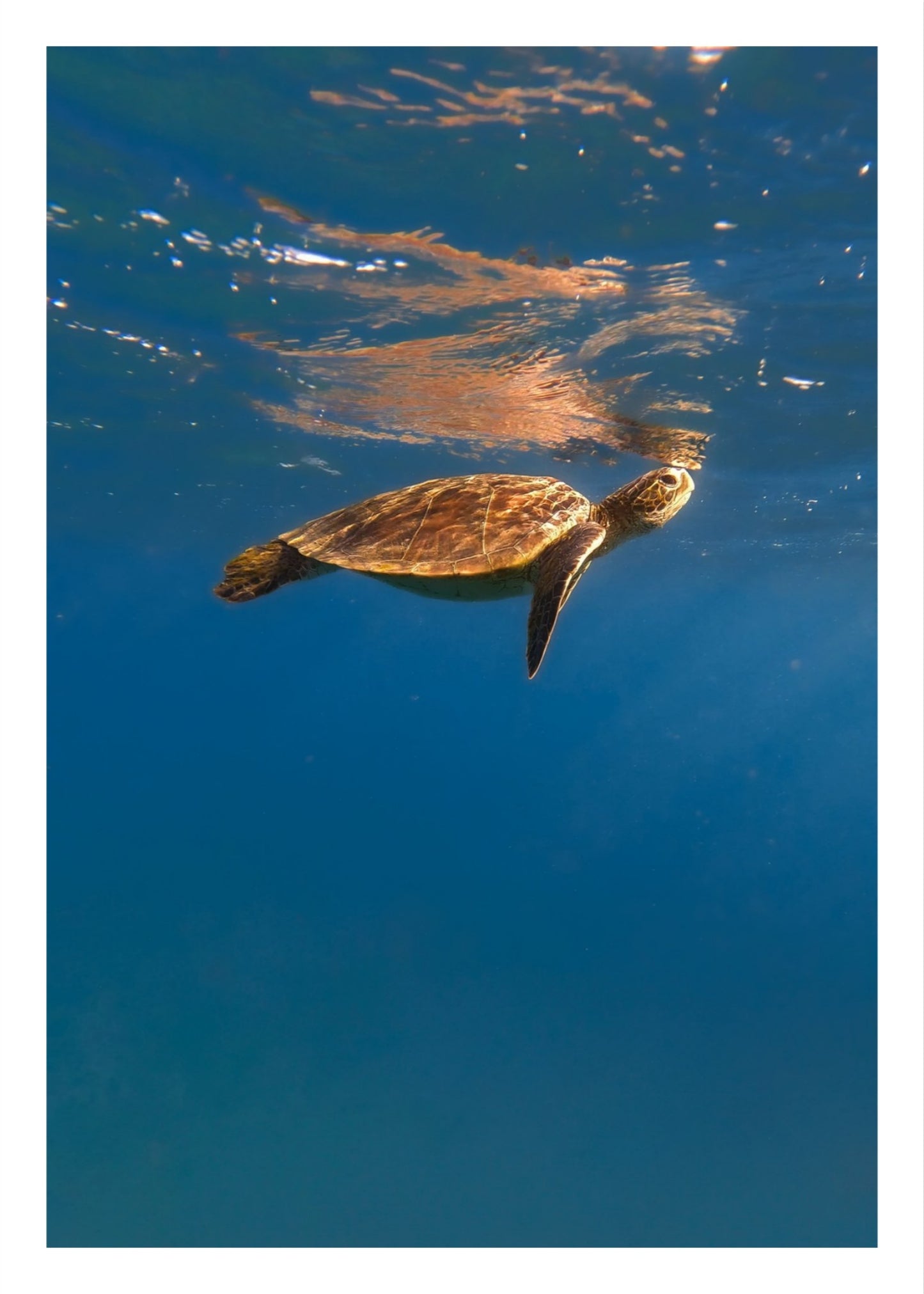 Honu