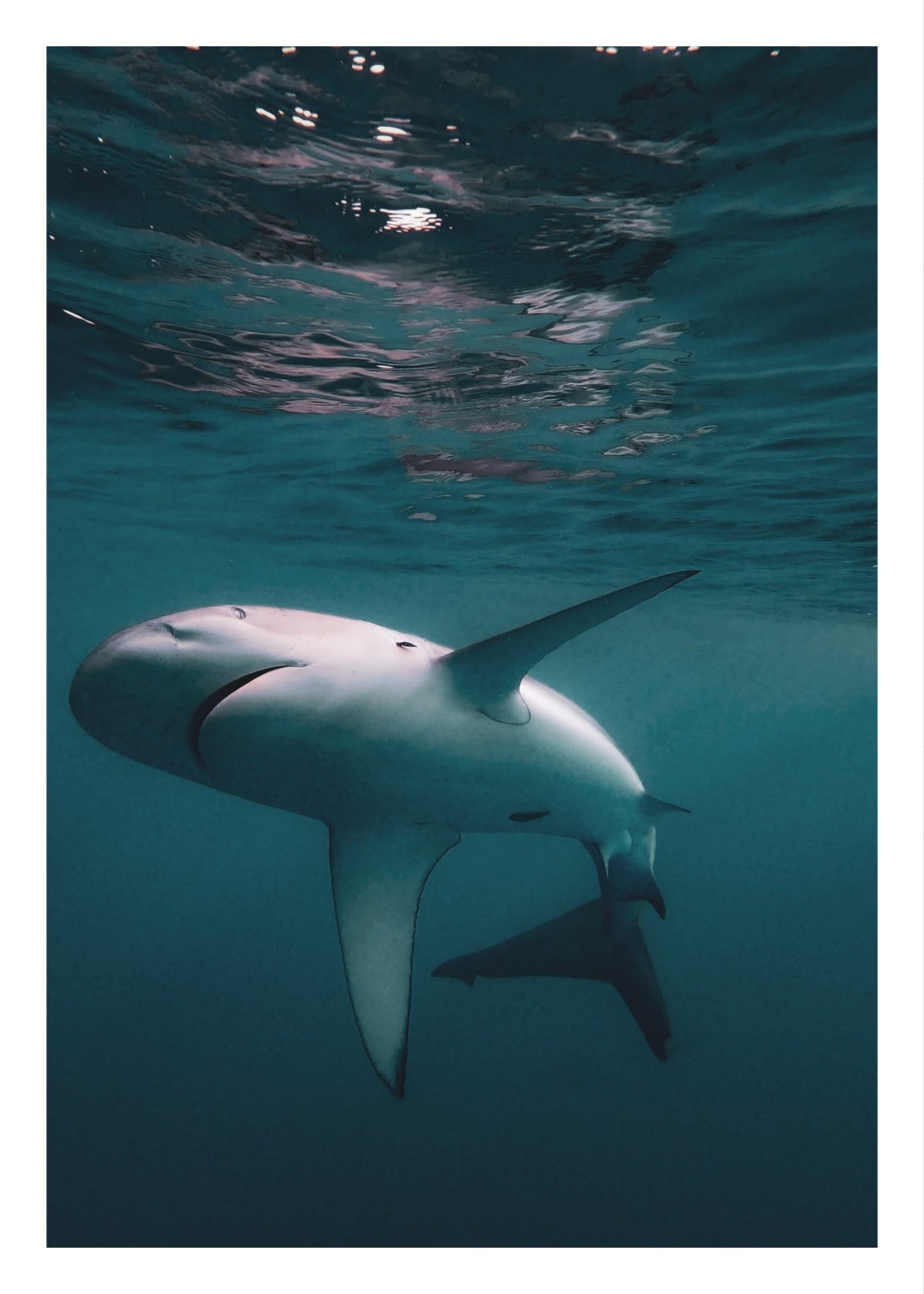 Galapagos Shark 4