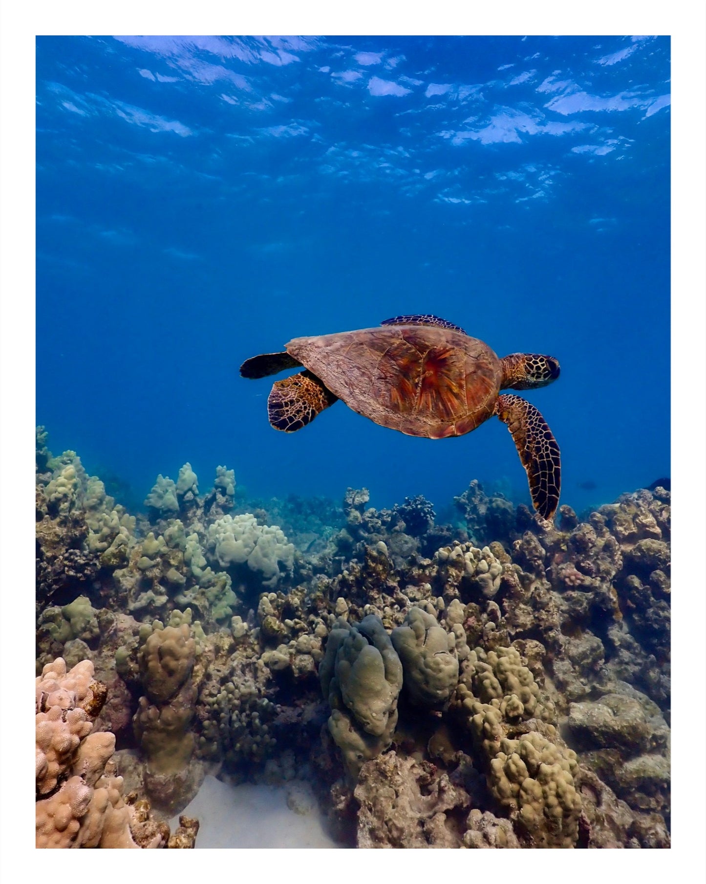 Swimming Honu