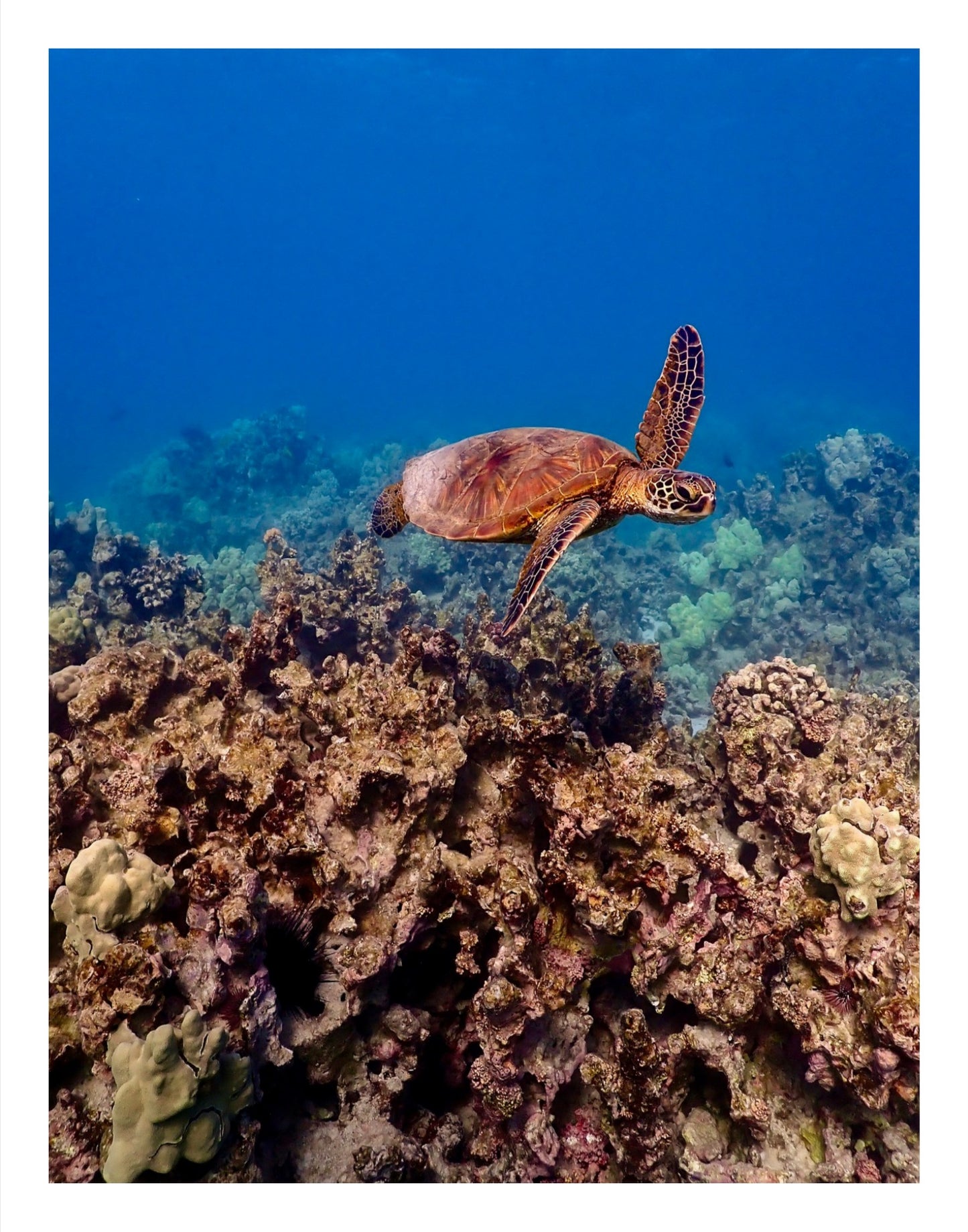 Happy Honu