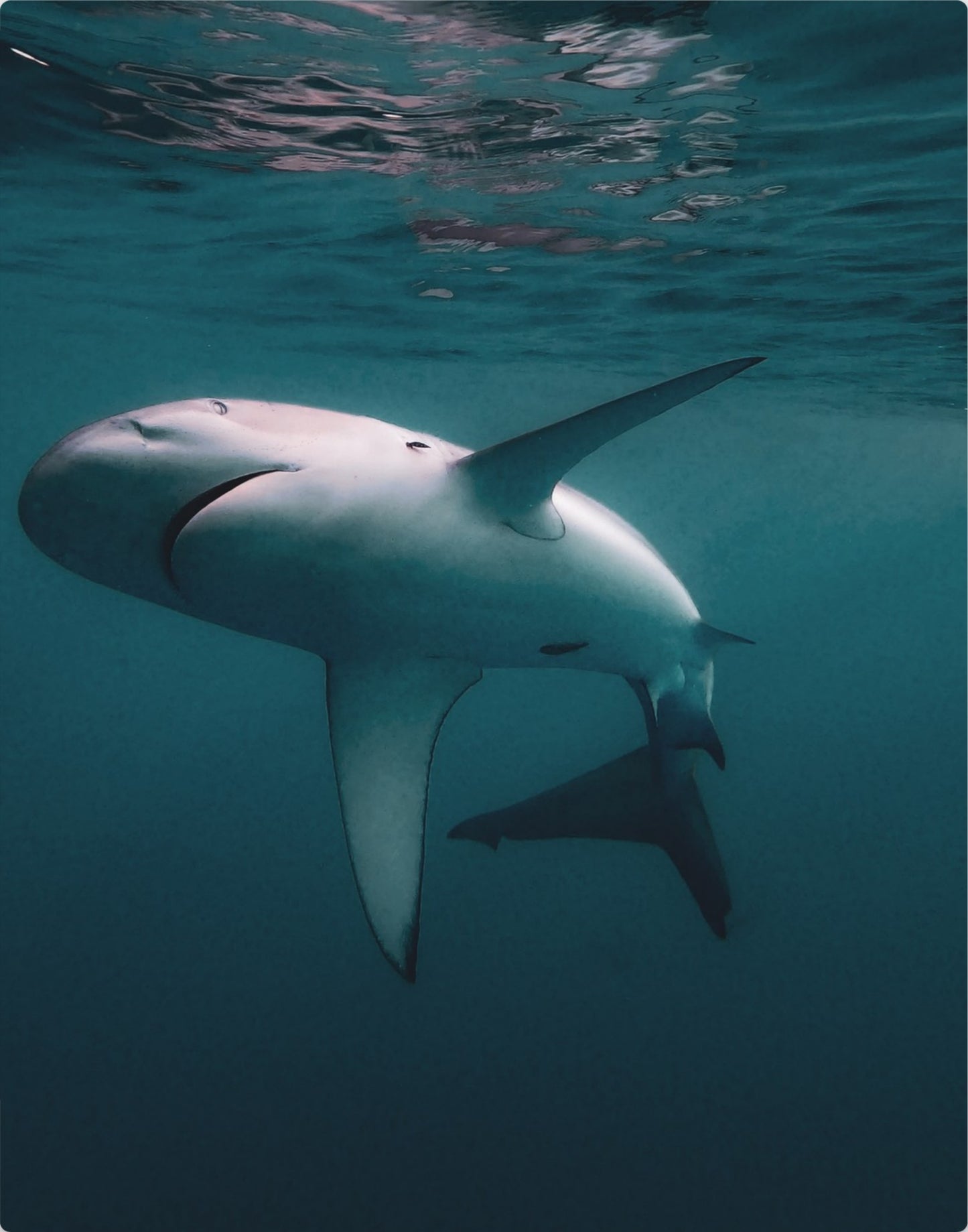 Galapagos Shark 4