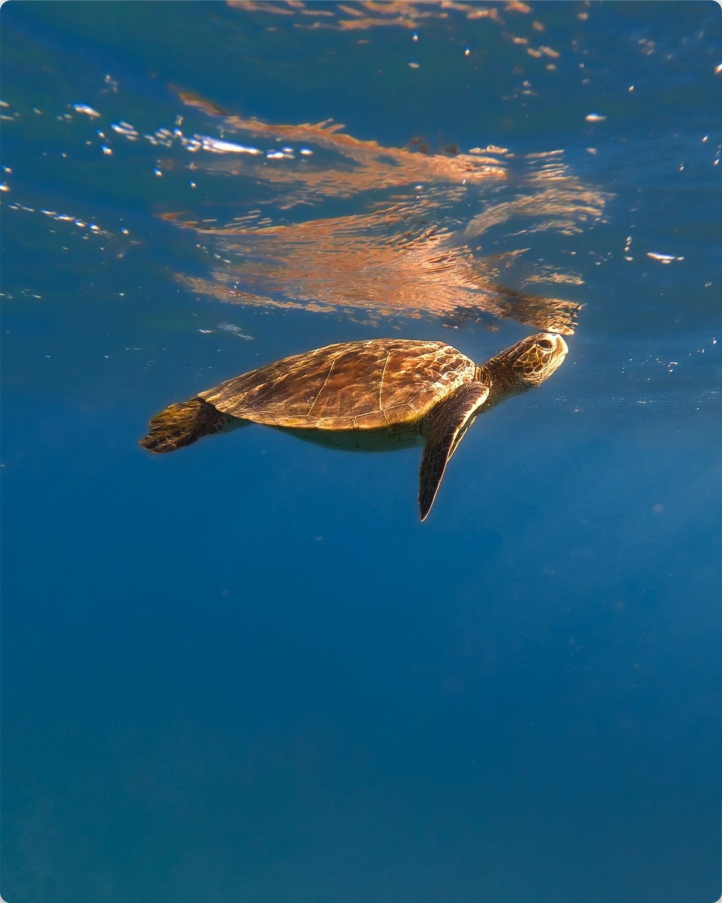 Honu
