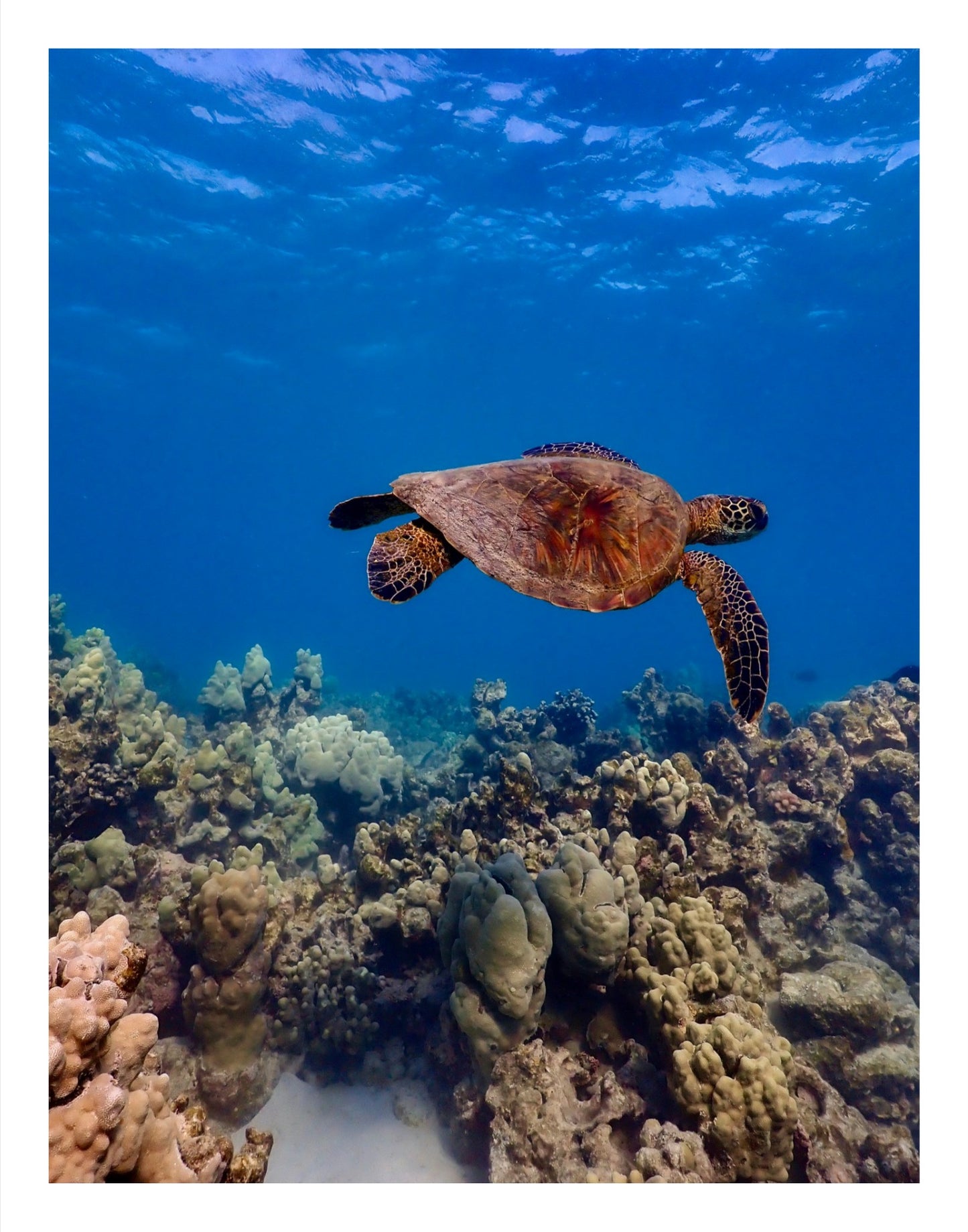 Swimming Honu