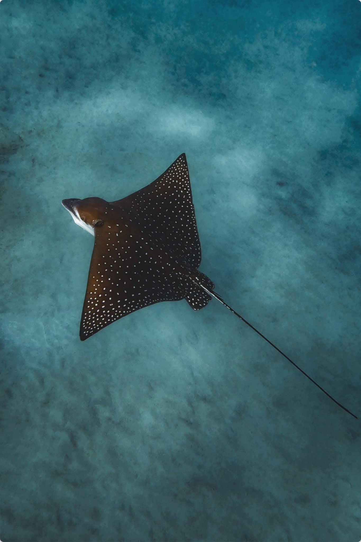 Spotted Eagle Ray