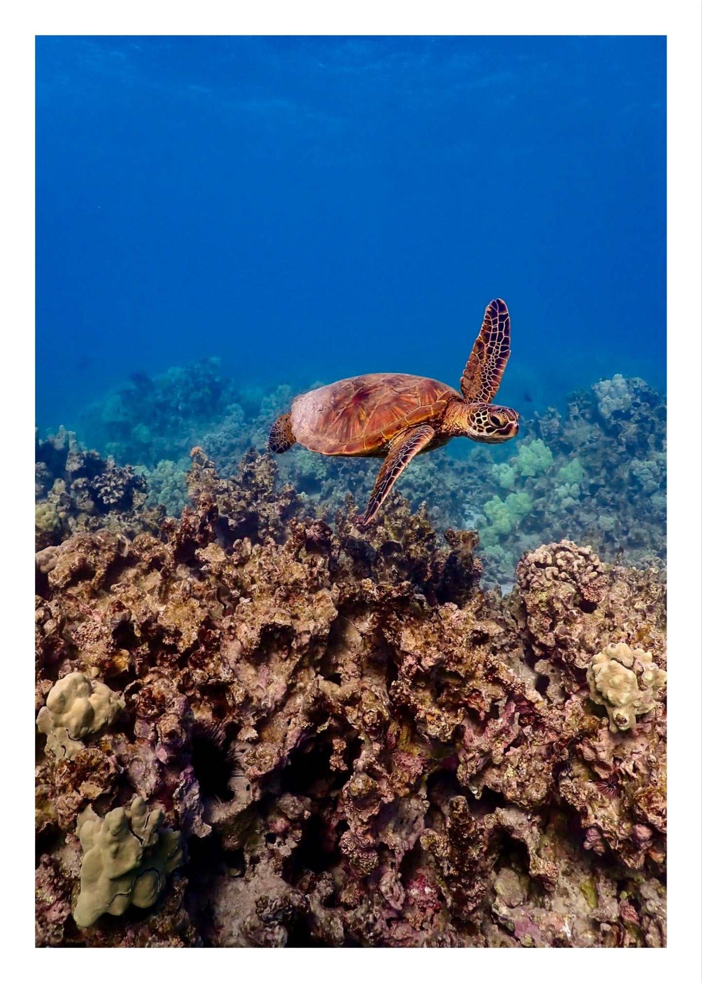 Happy Honu