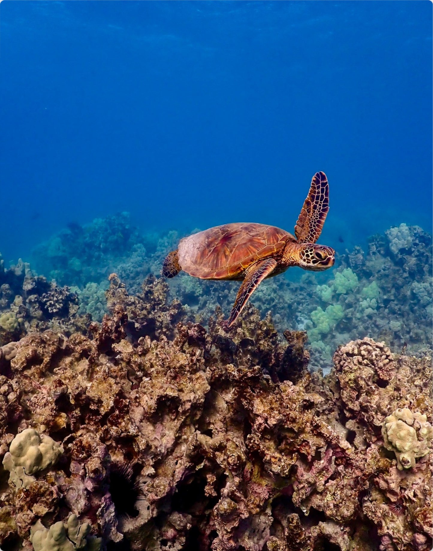 Happy Honu