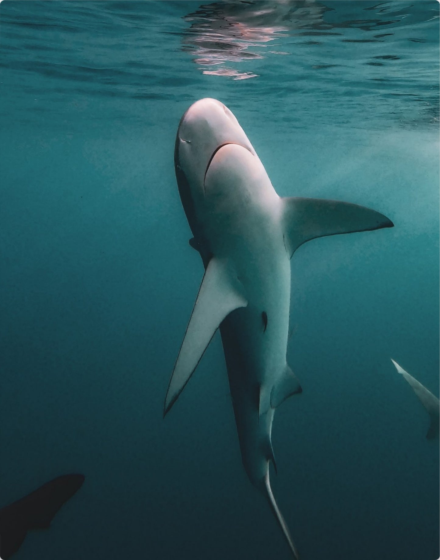 Galapagos Shark 3
