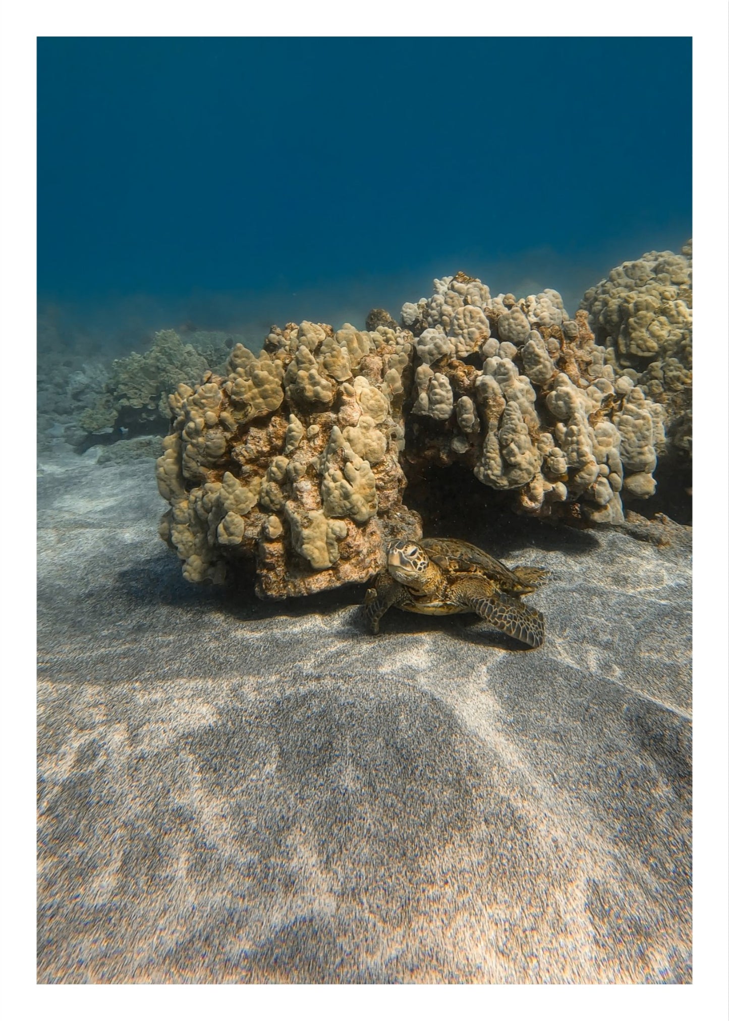 Resting Honu