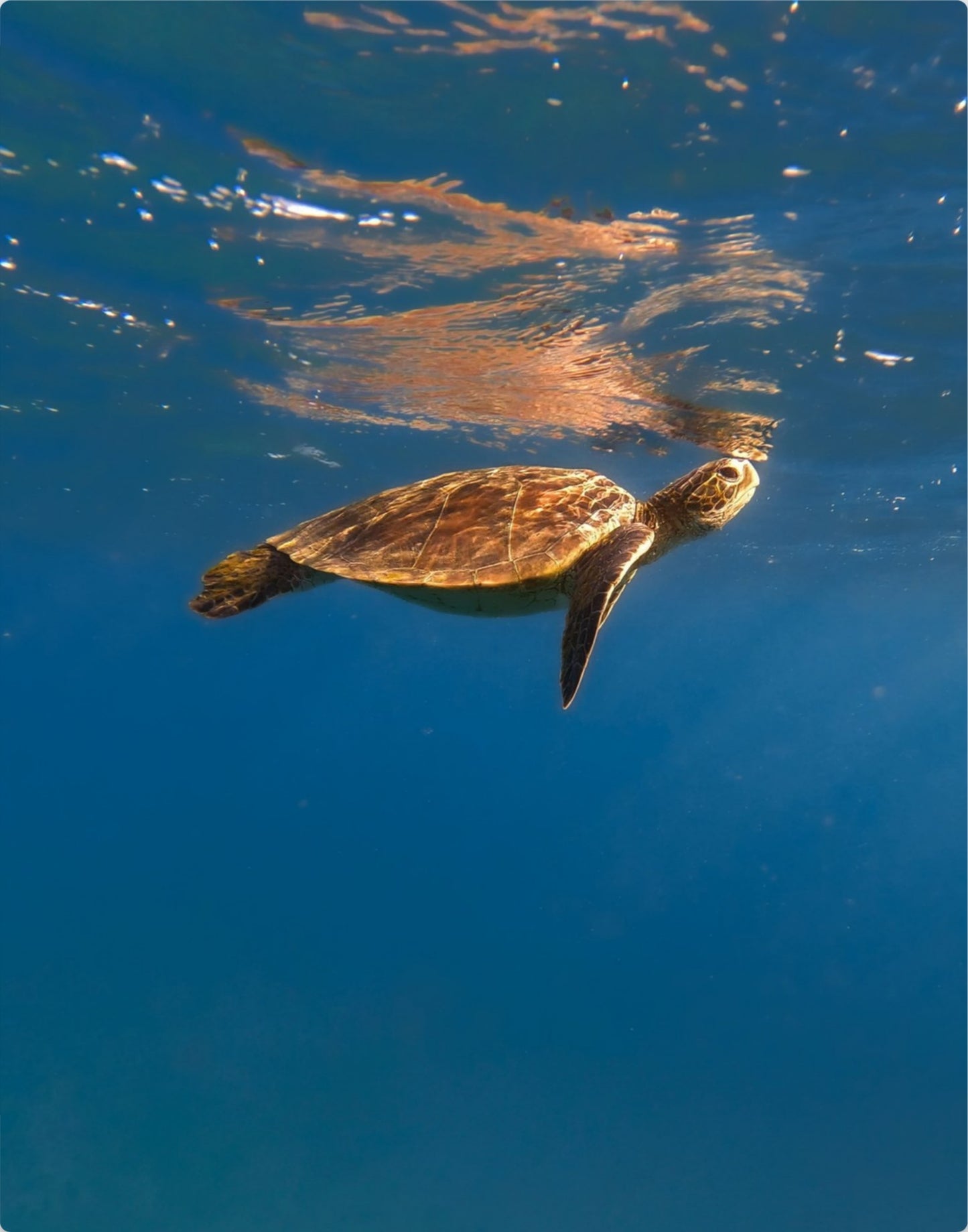 Honu