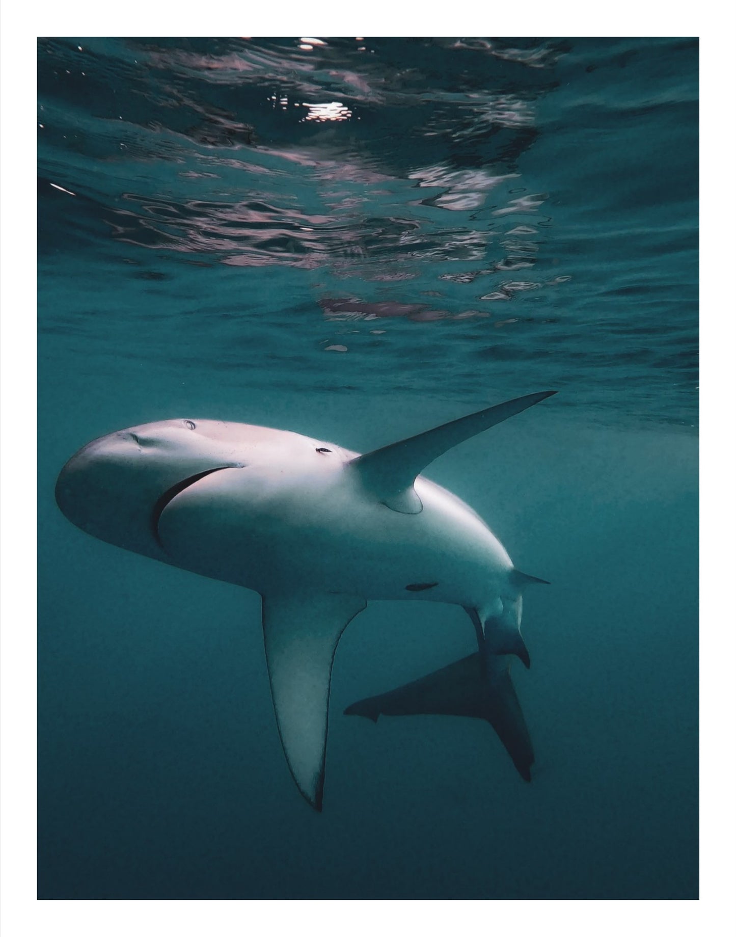 Galapagos Shark 4