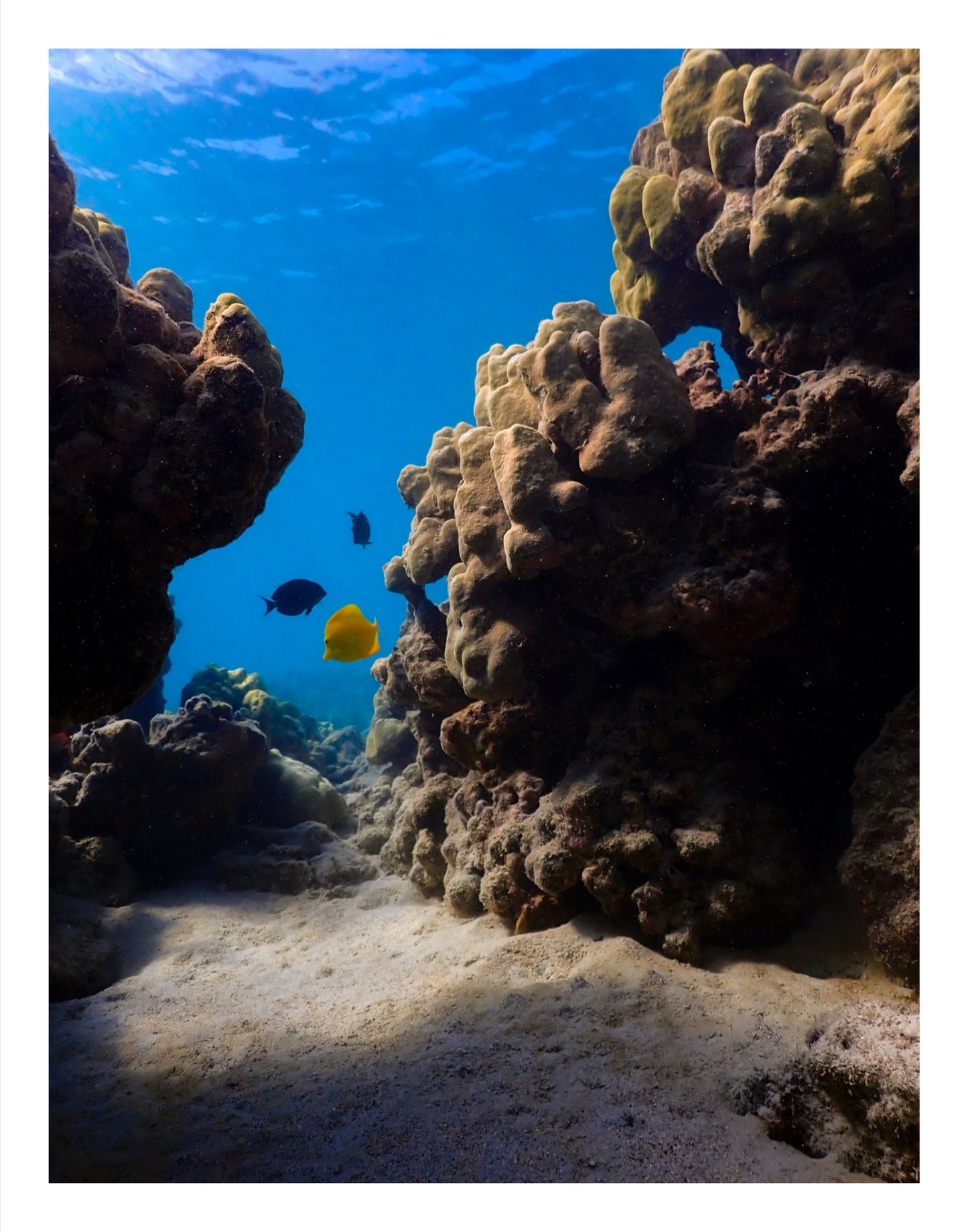 Underwater Seascape