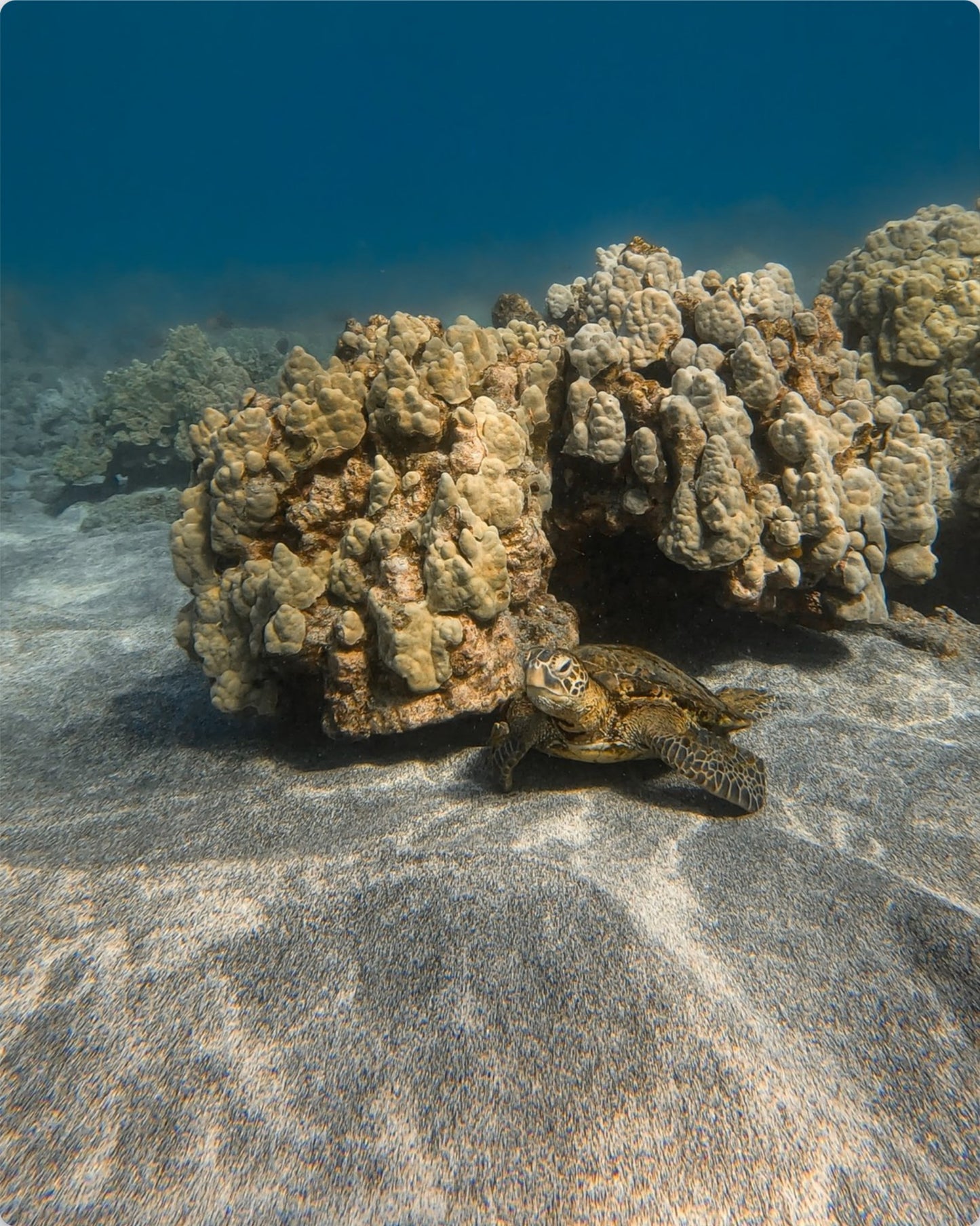 Resting Honu