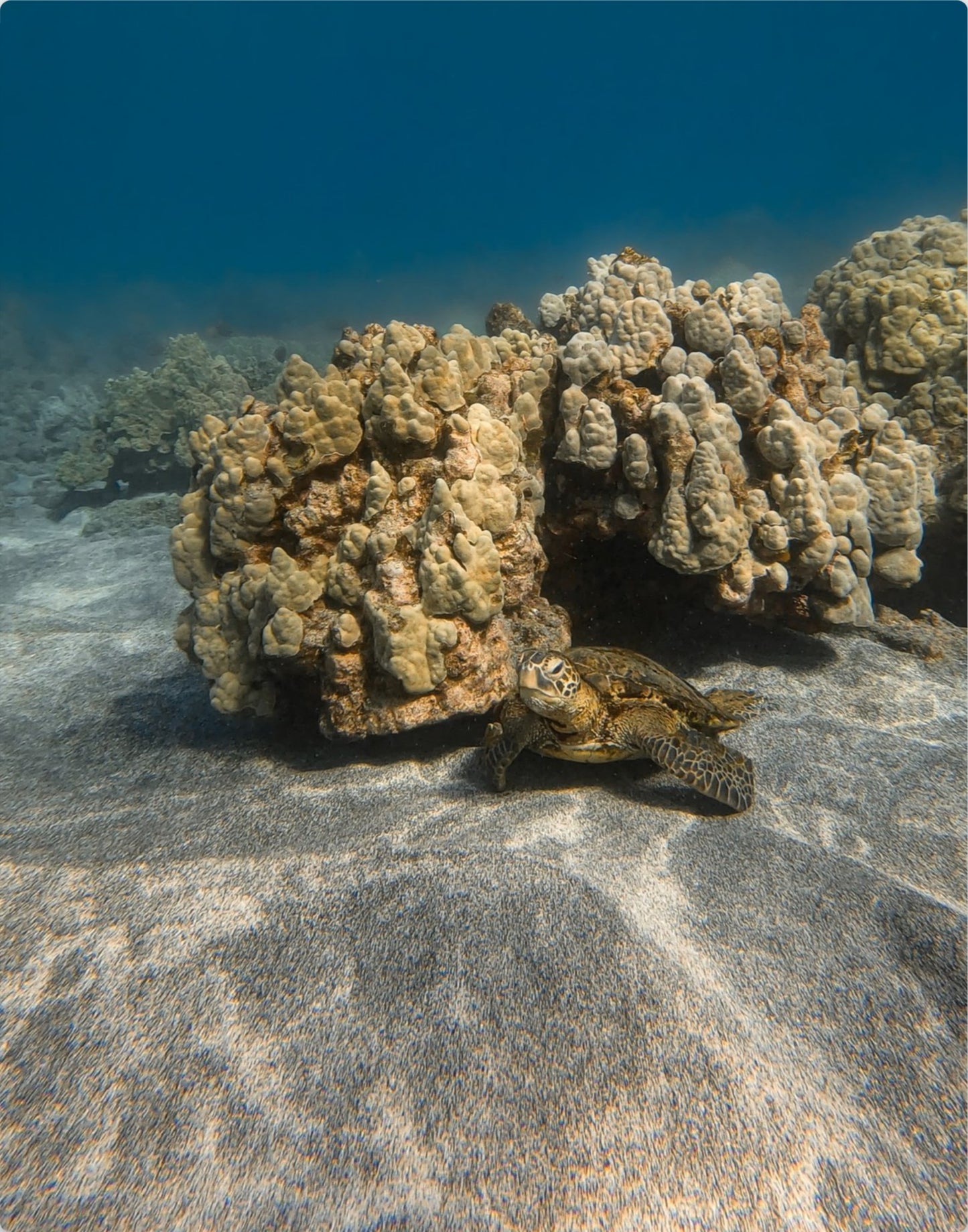 Resting Honu