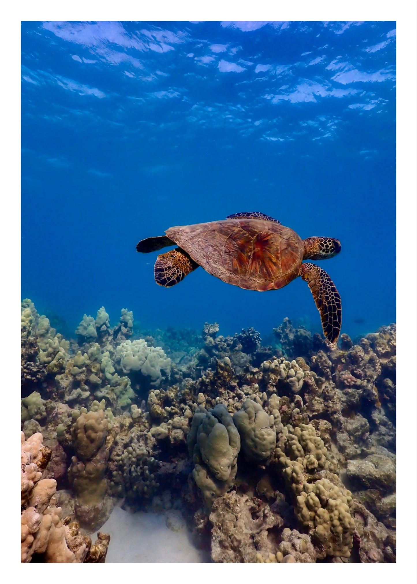Swimming Honu