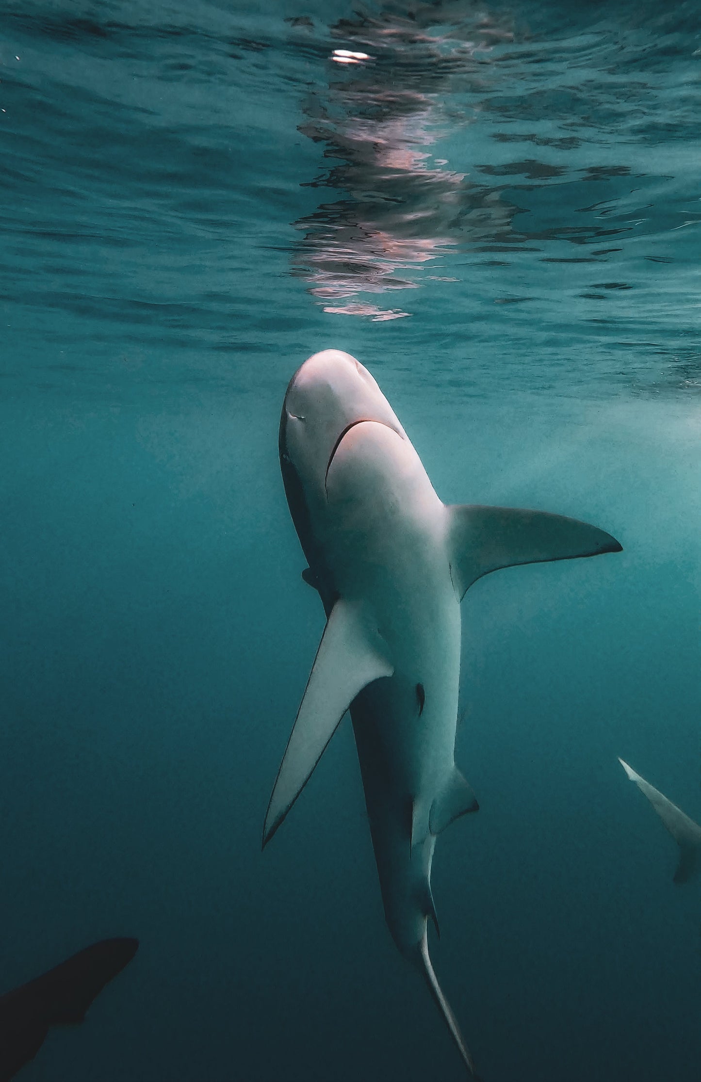 Galapagos Shark 3