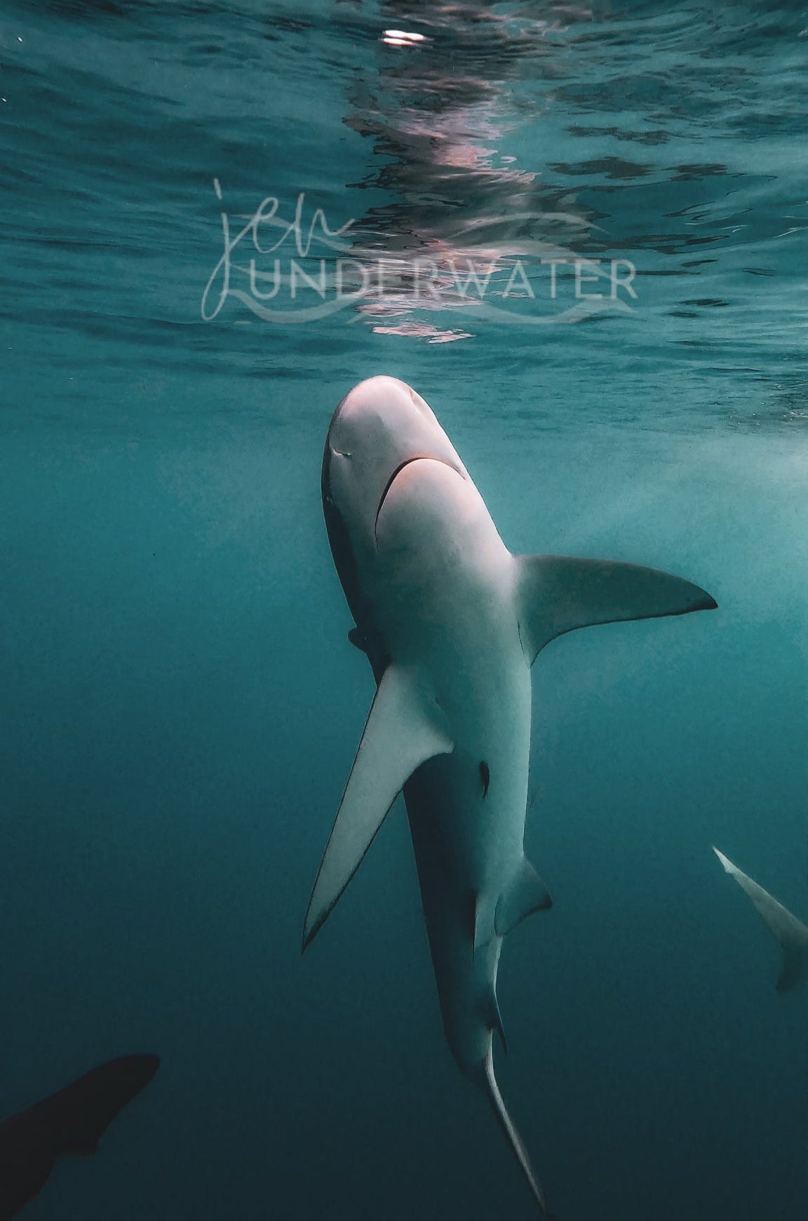 Galapagos Shark 3