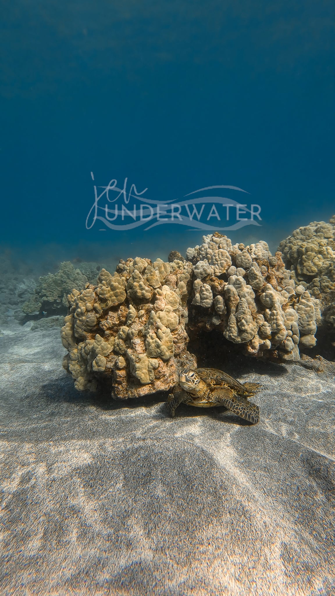 Resting Honu
