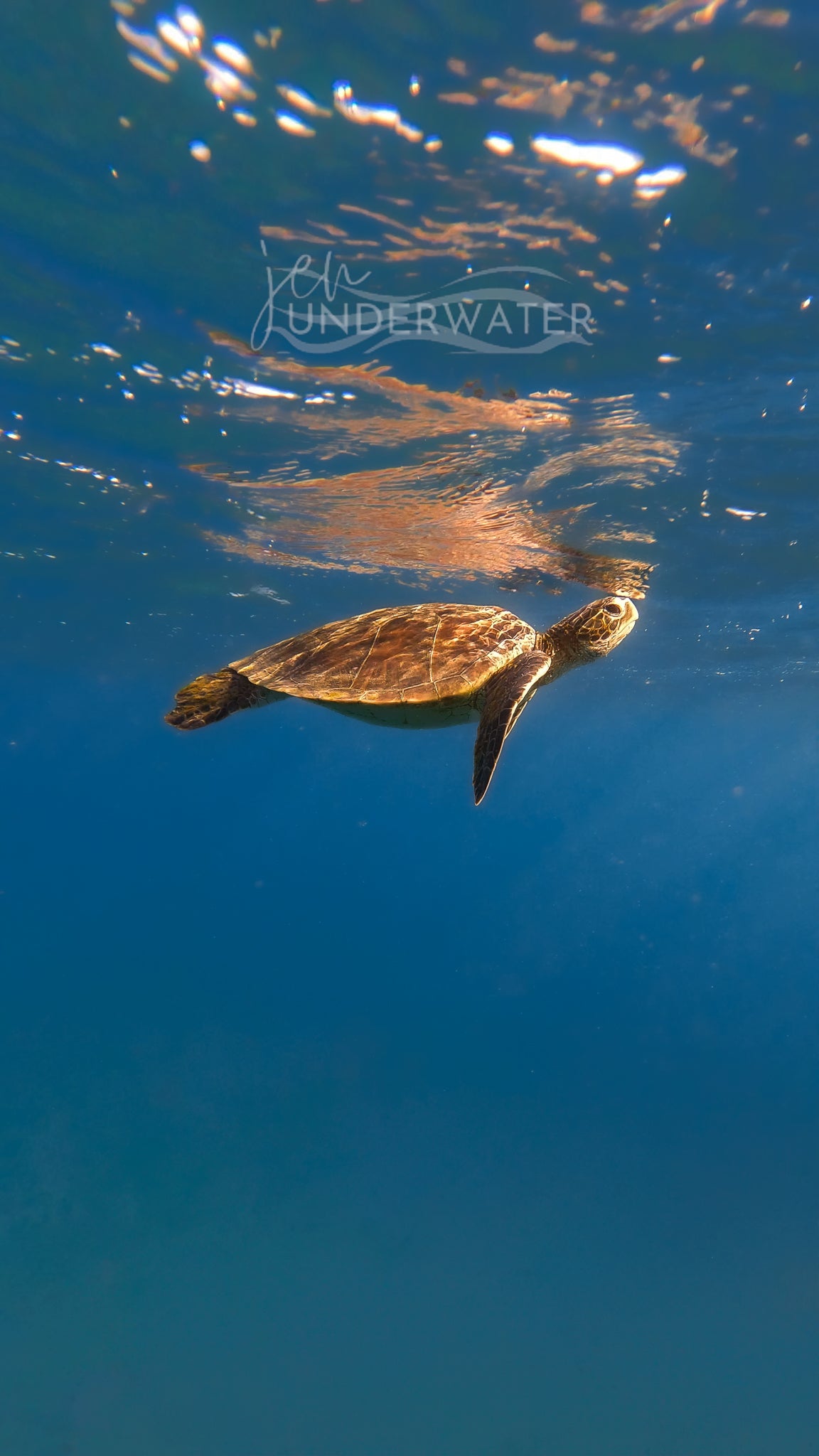 Honu