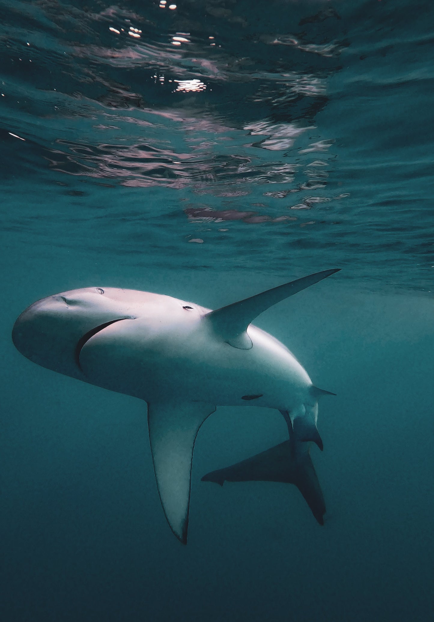 Galapagos Shark 4