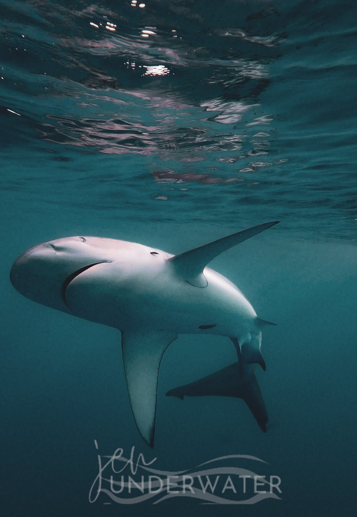 Galapagos Shark 4