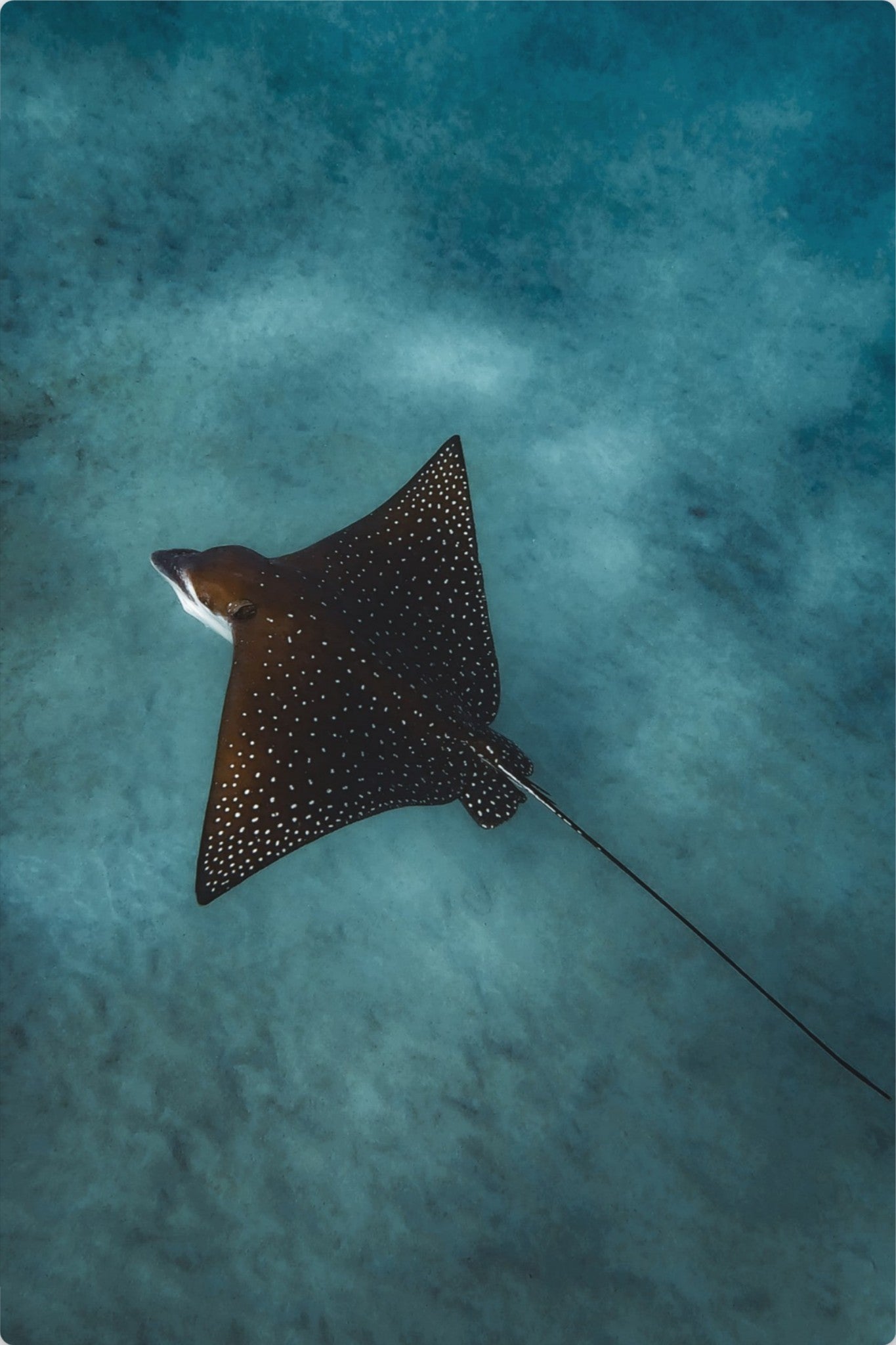 Spotted Eagle Ray