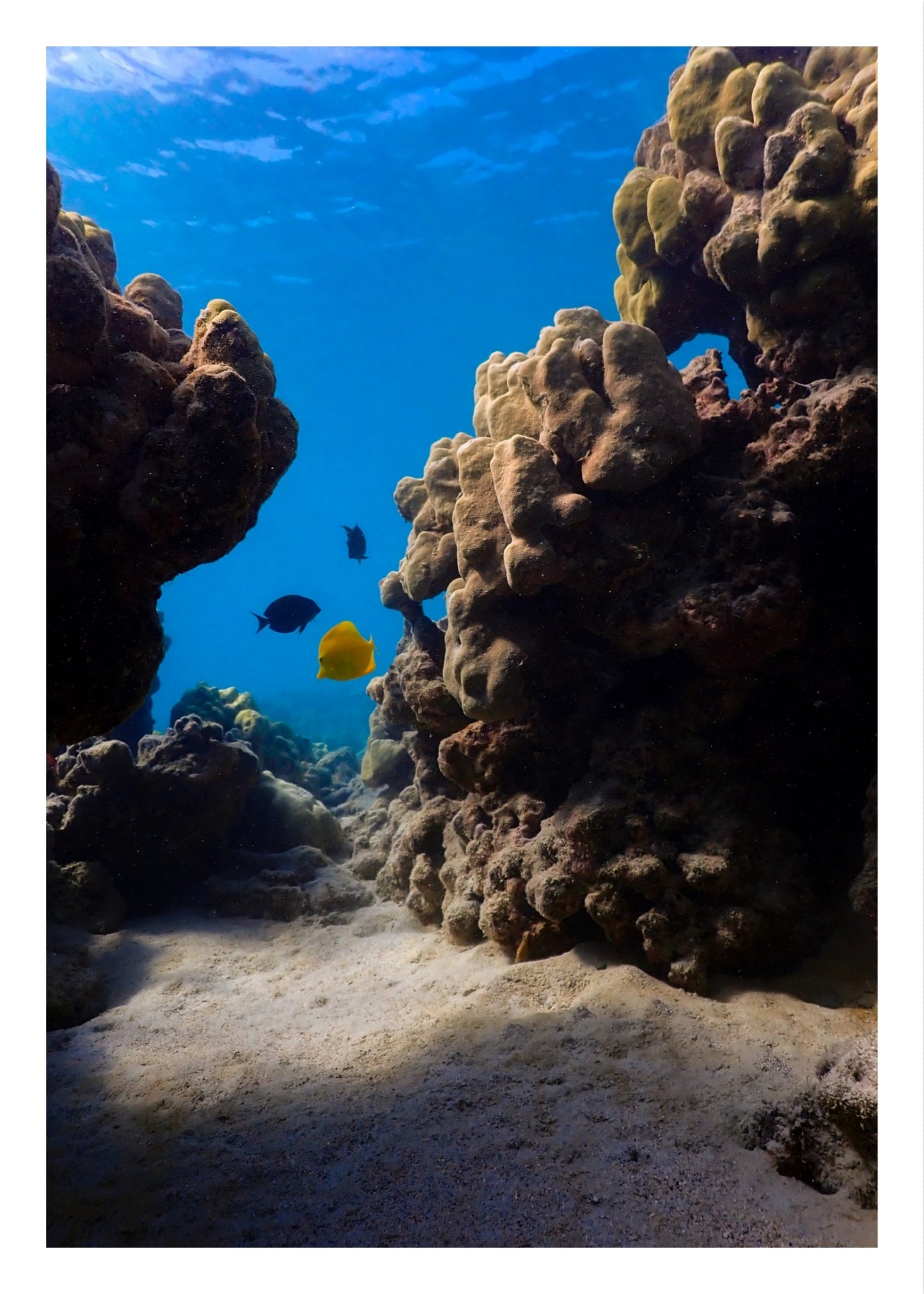 Underwater Seascape