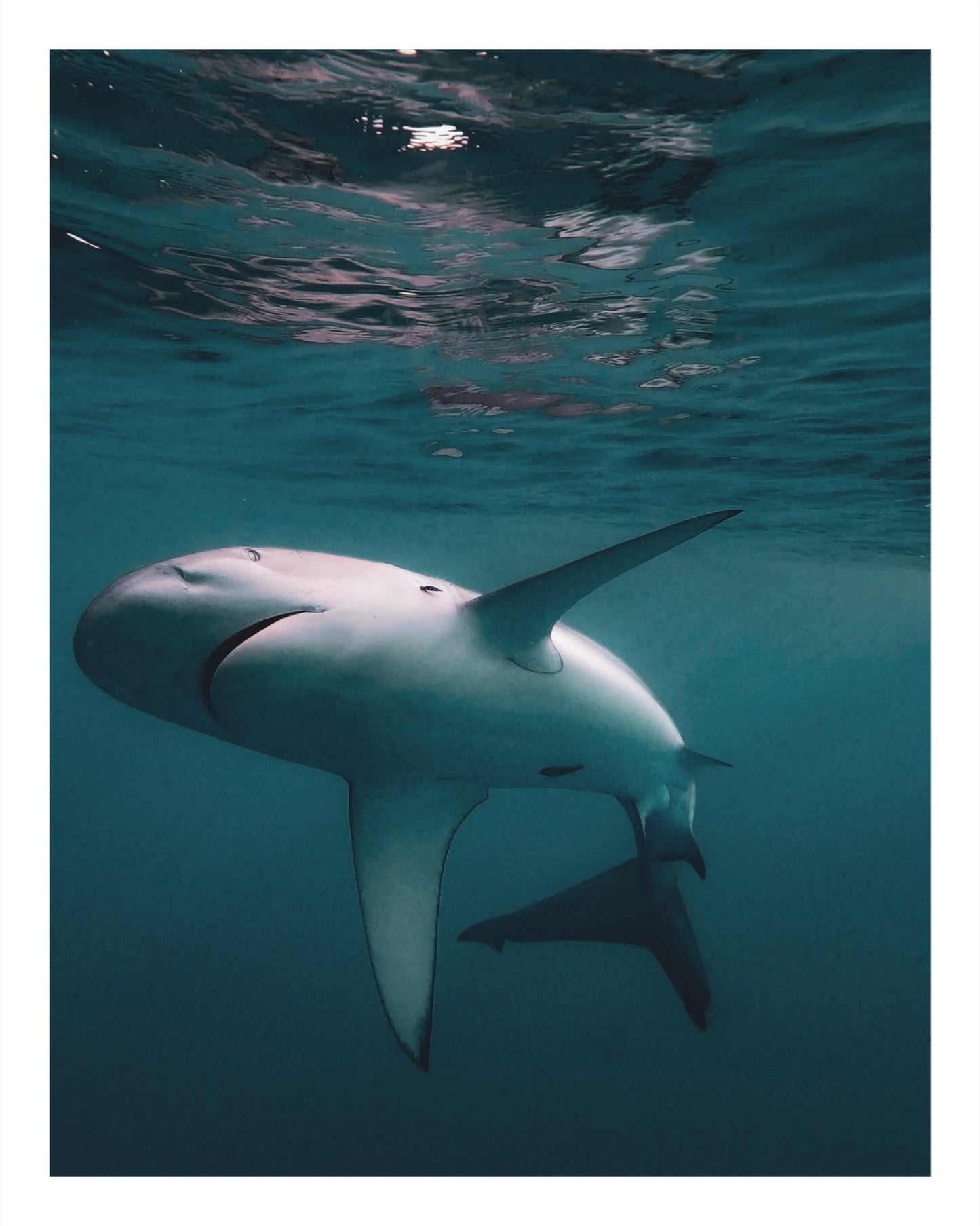 Galapagos Shark 4
