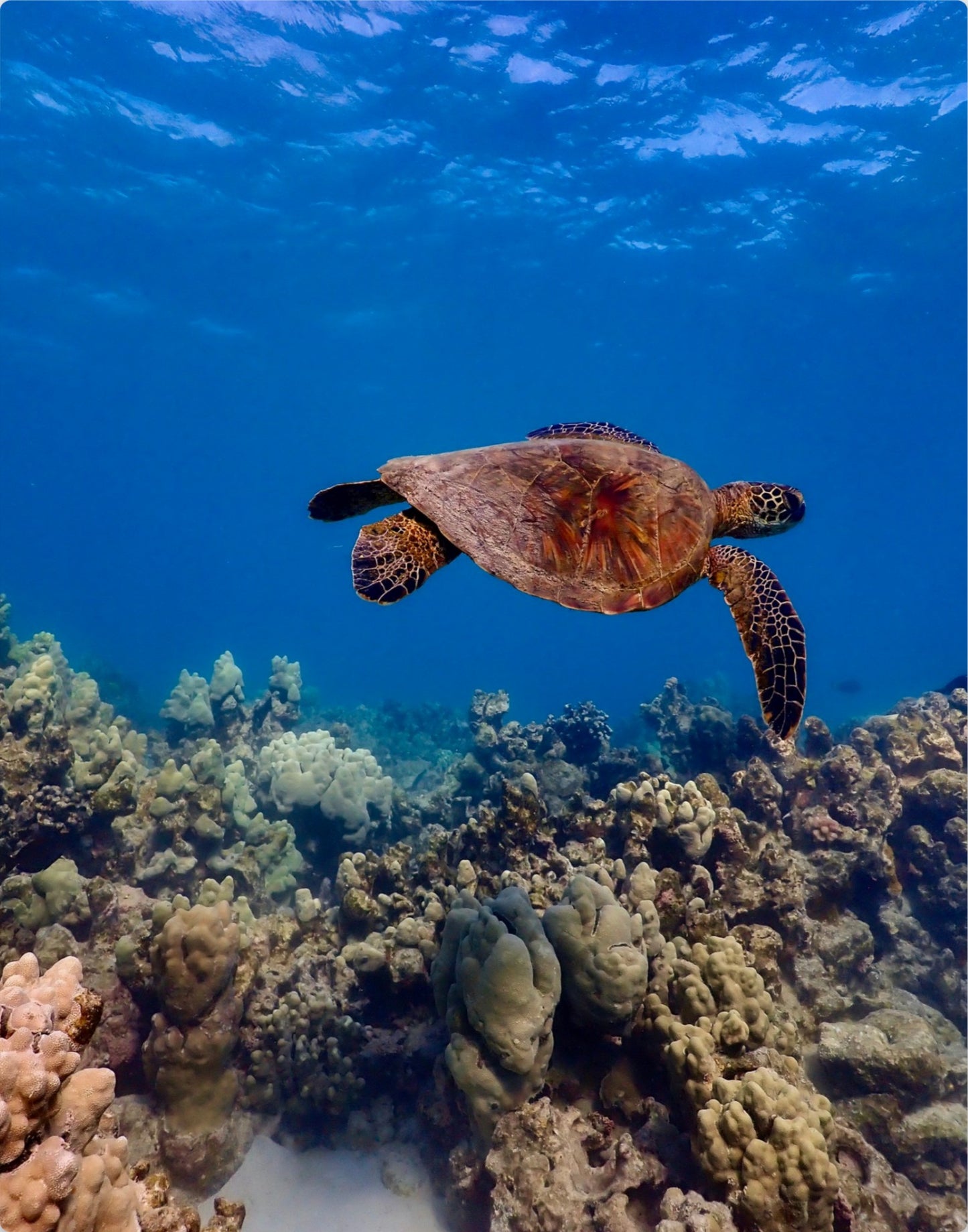 Swimming Honu