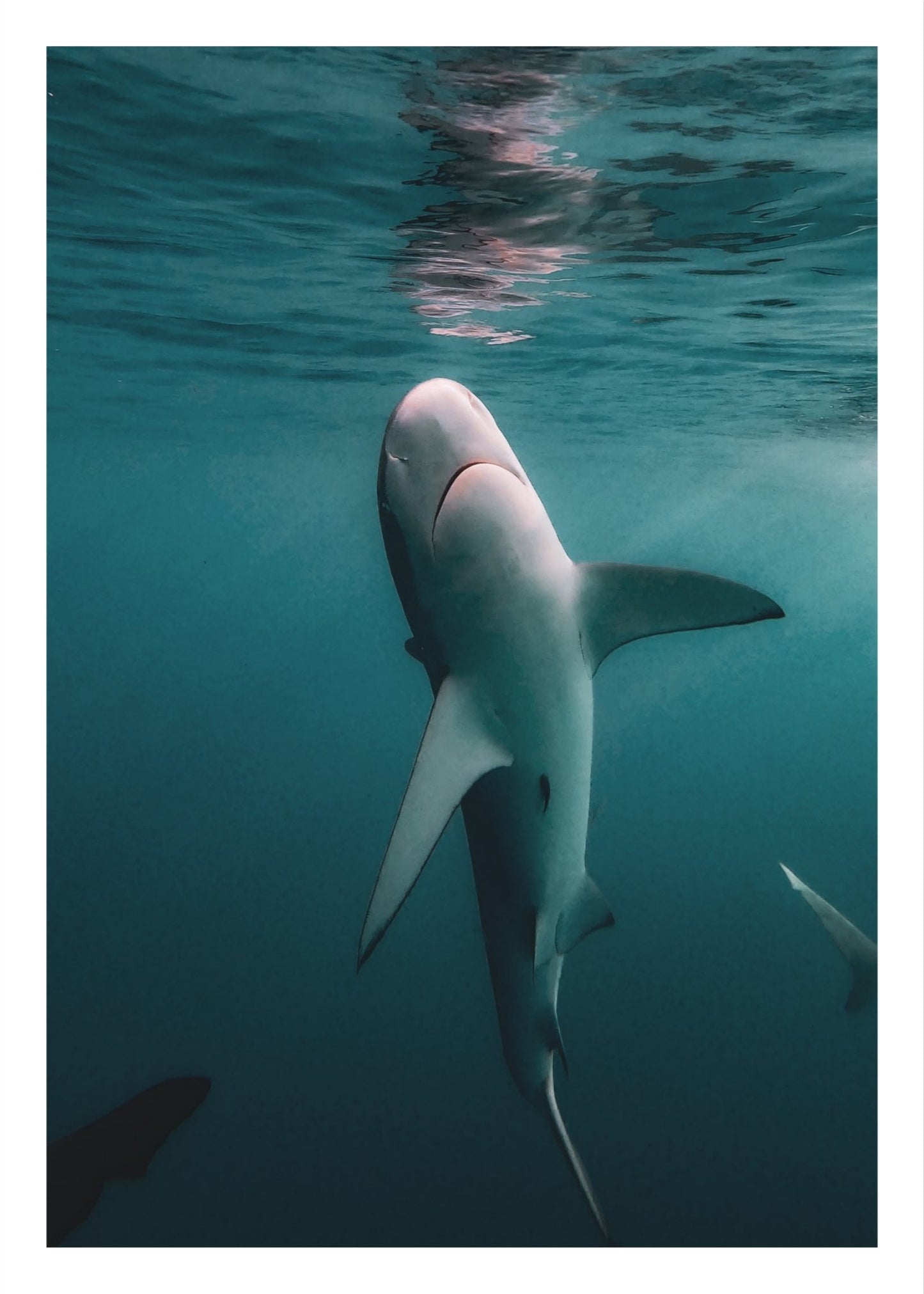 Galapagos Shark 3