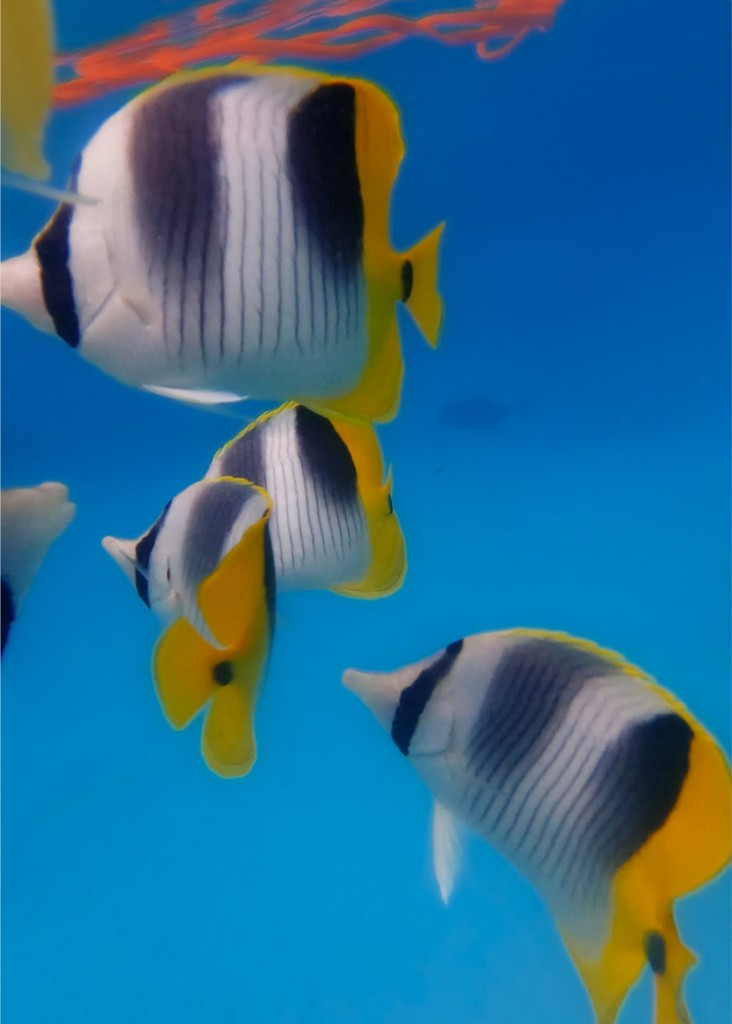 Double Saddle Butterflyfish