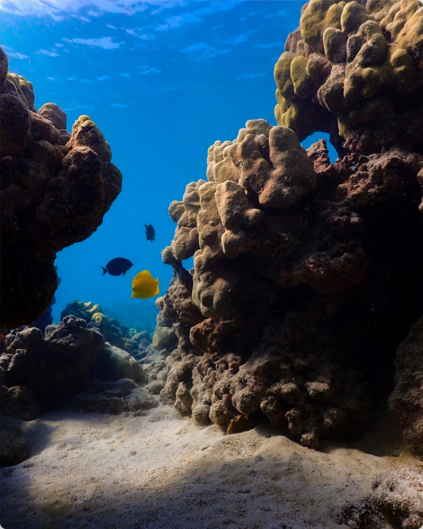 Underwater Seascape