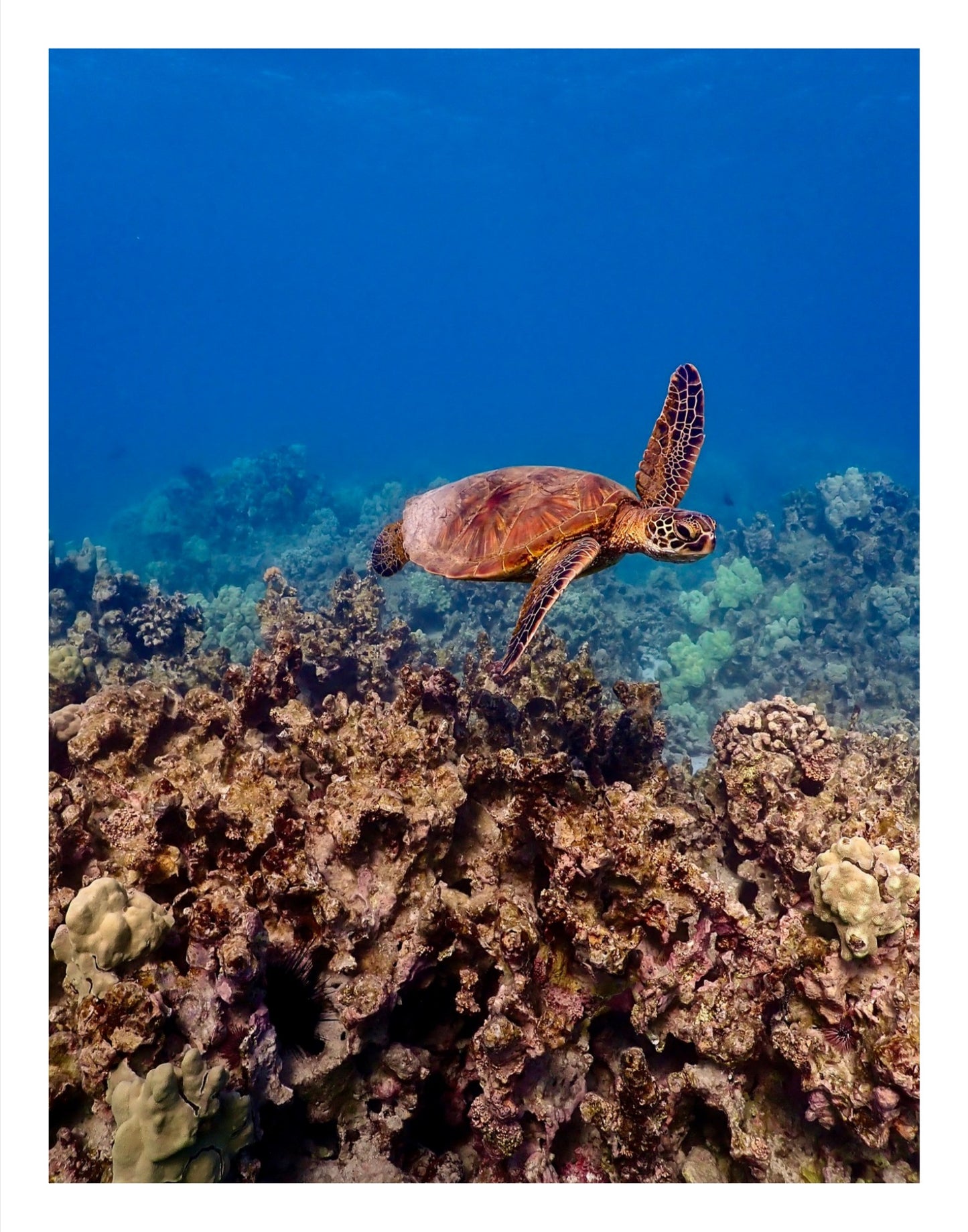Happy Honu