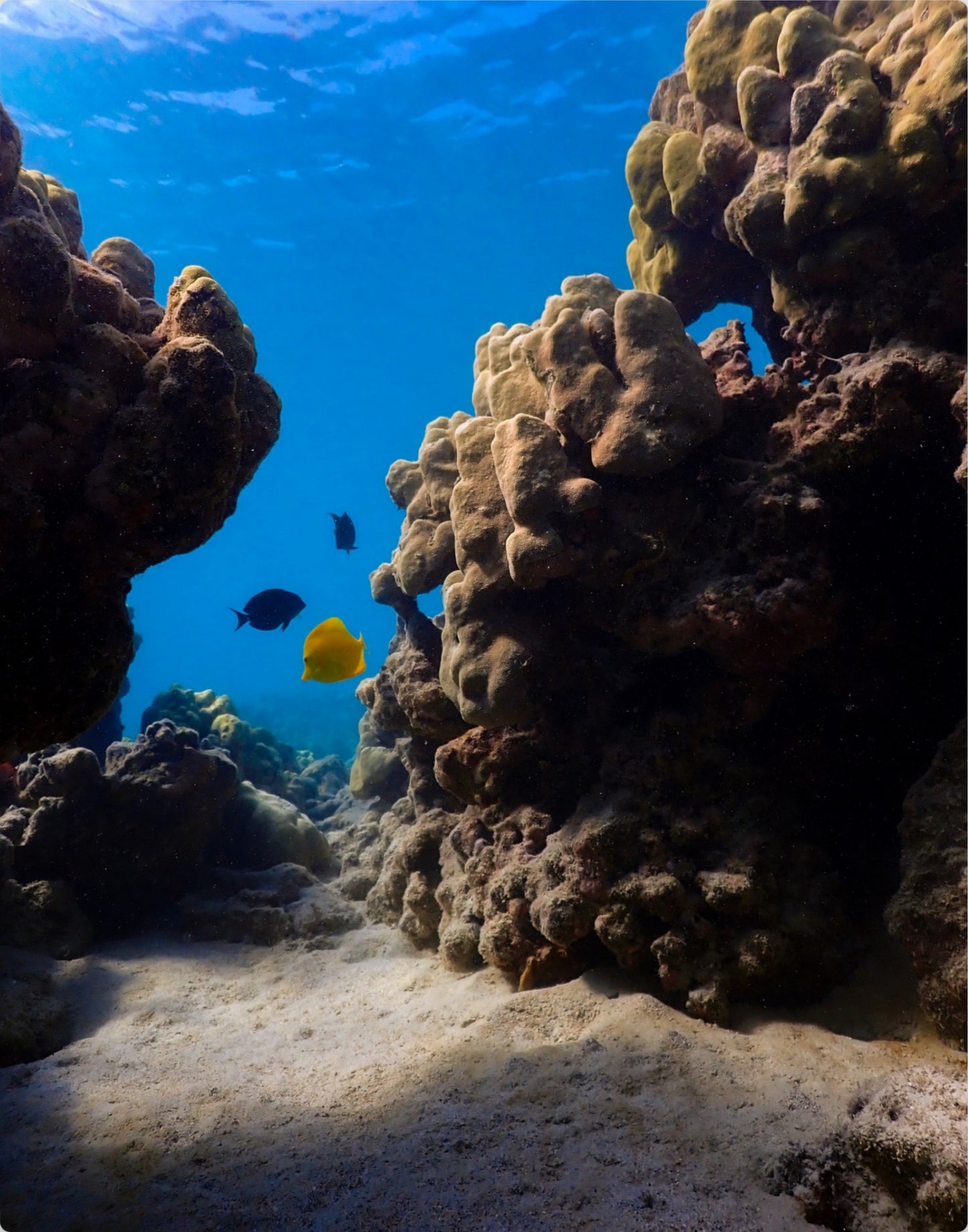 Underwater Seascape