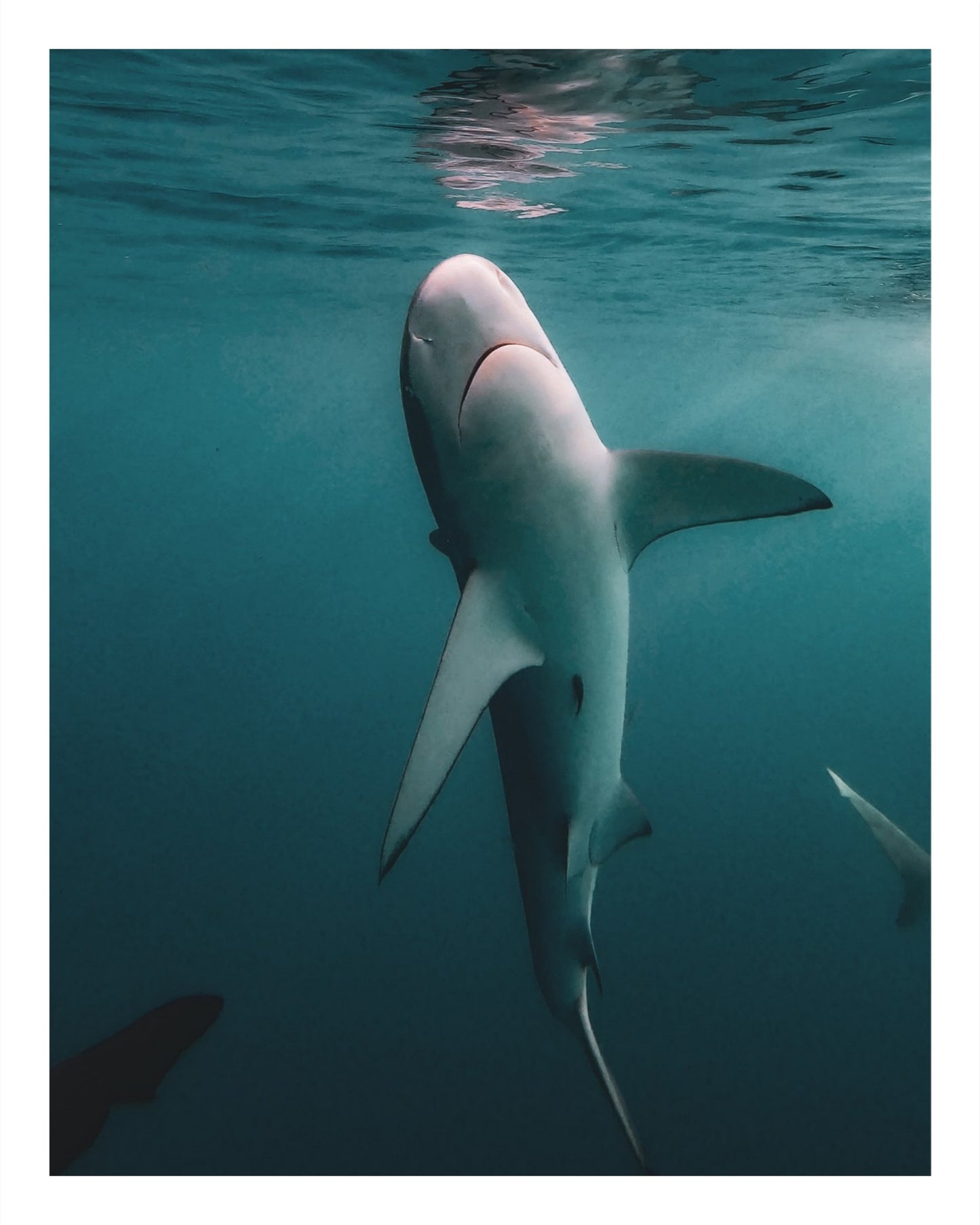 Galapagos Shark 3