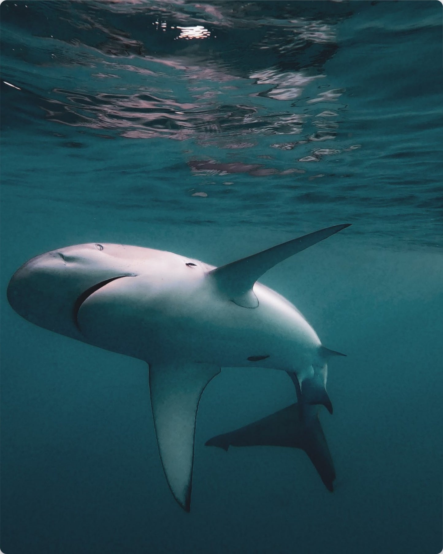 Galapagos Shark 4
