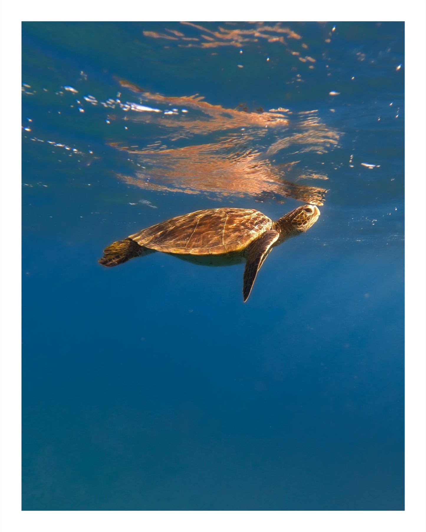 Honu