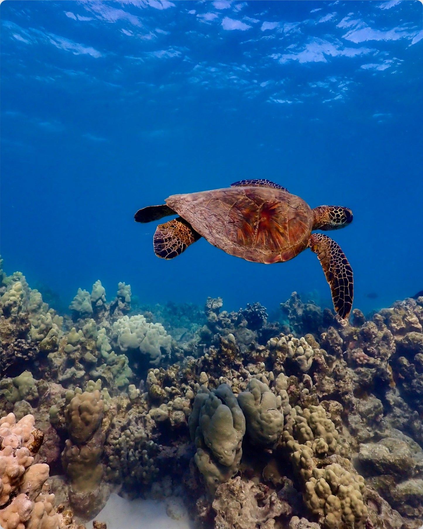 Swimming Honu