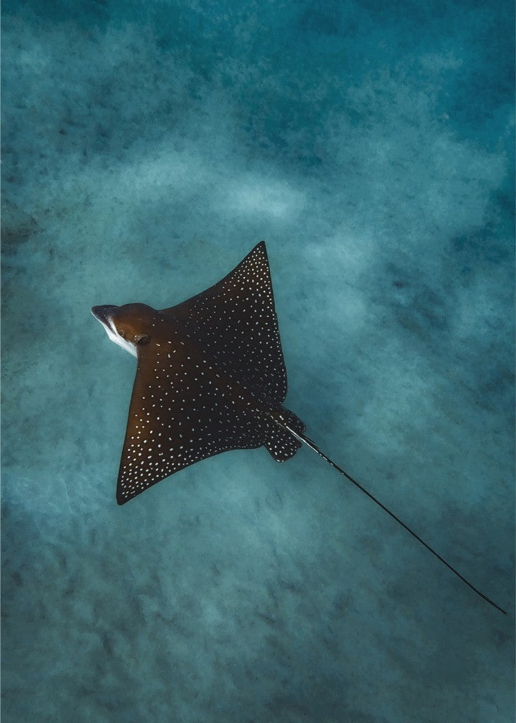 Spotted Eagle Ray