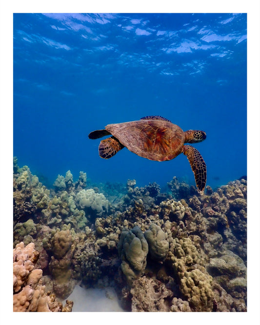 Swimming Honu