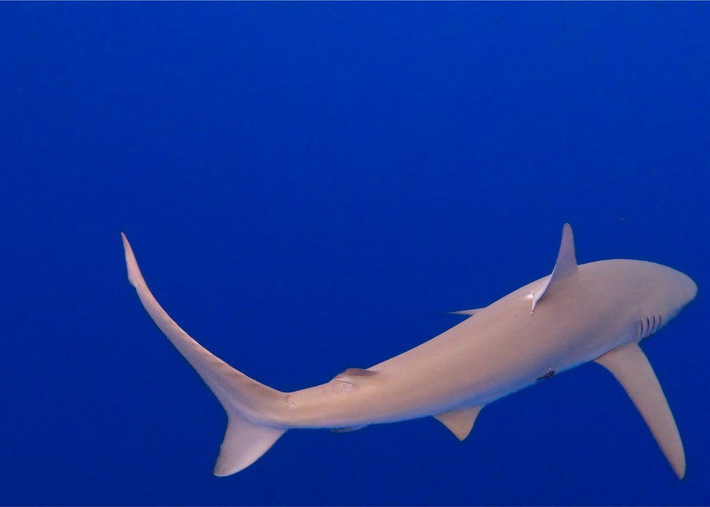 Galapagos Shark