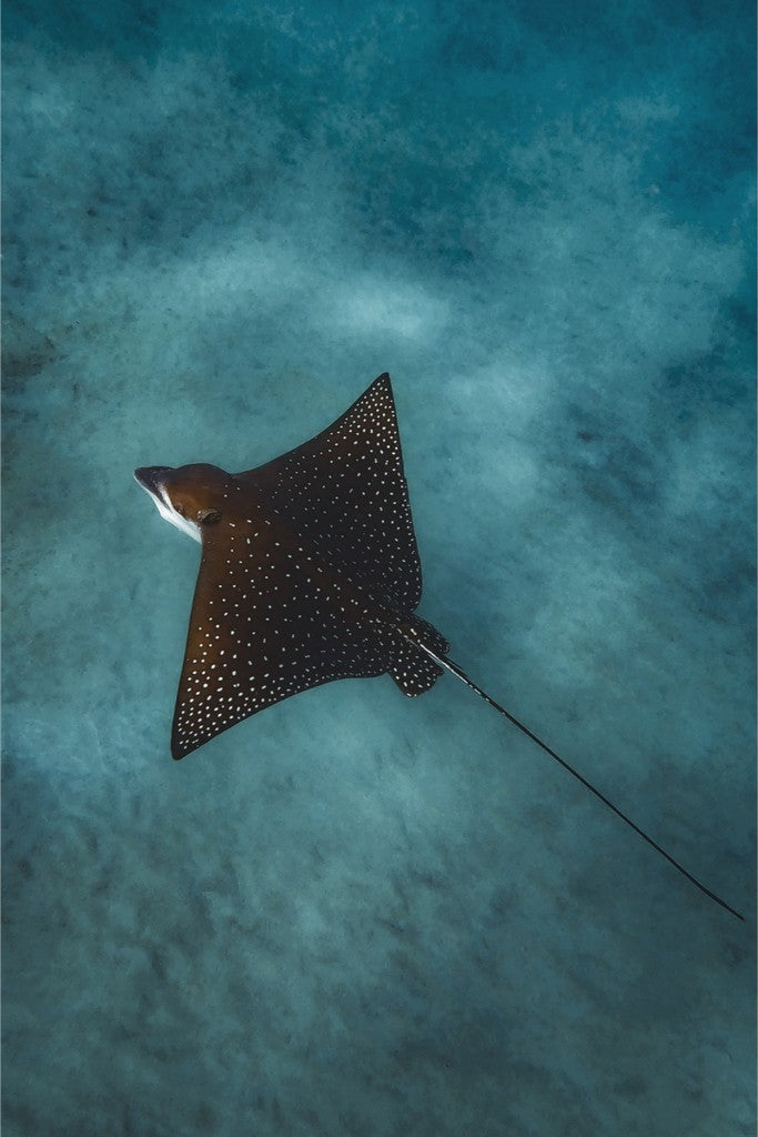 Spotted Eagle Ray