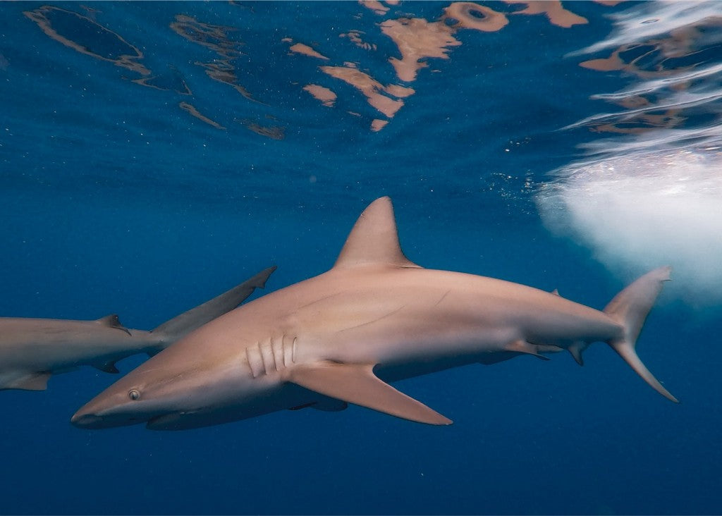 Galapagos Sharks