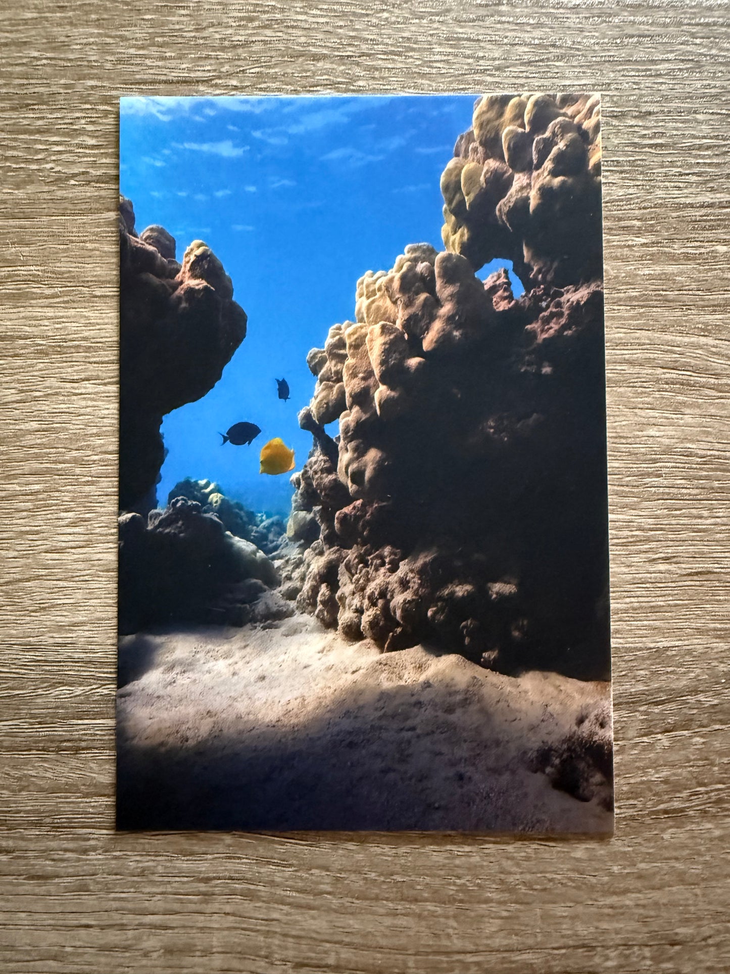 Underwater Seascape Postcard