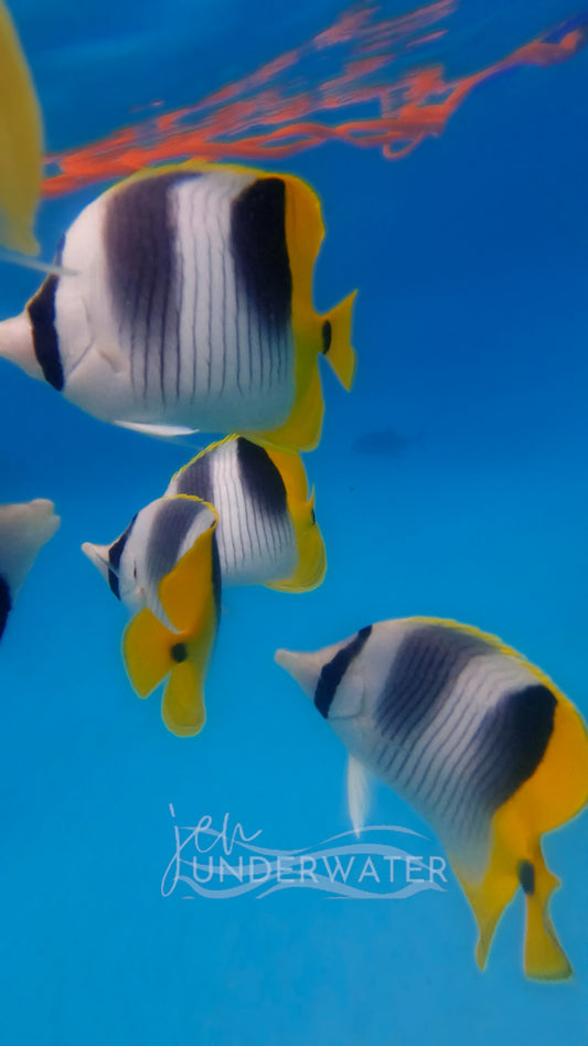 Double Saddle Butterflyfish