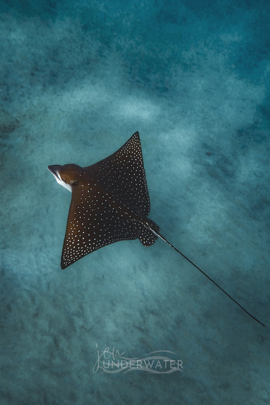 Spotted Eagle Ray