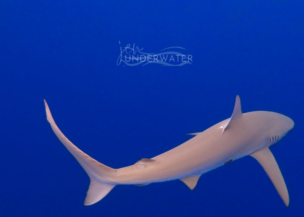 Galapagos Shark